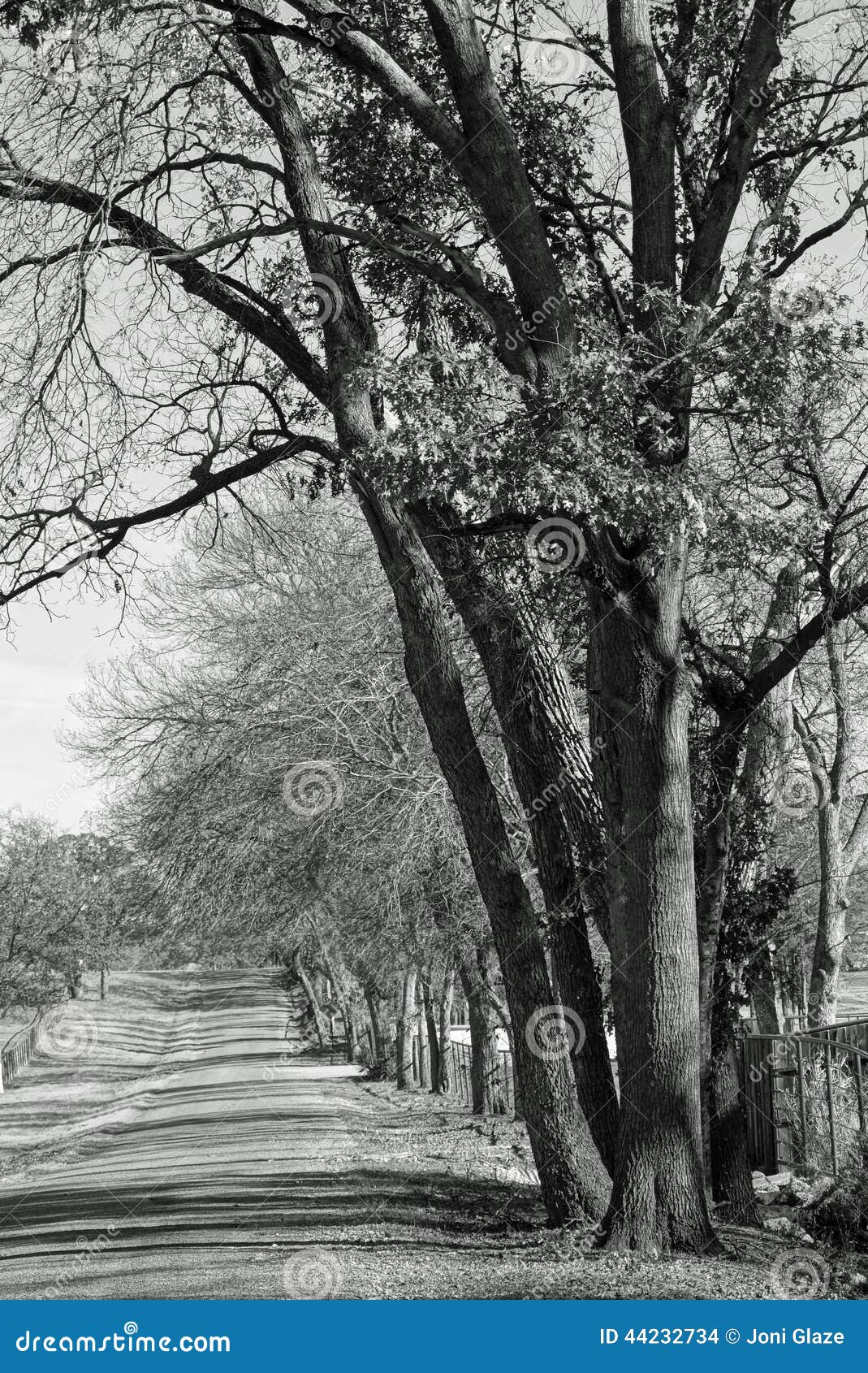 Scenic Tree Lined Country Road In The Catskill Mountains Of