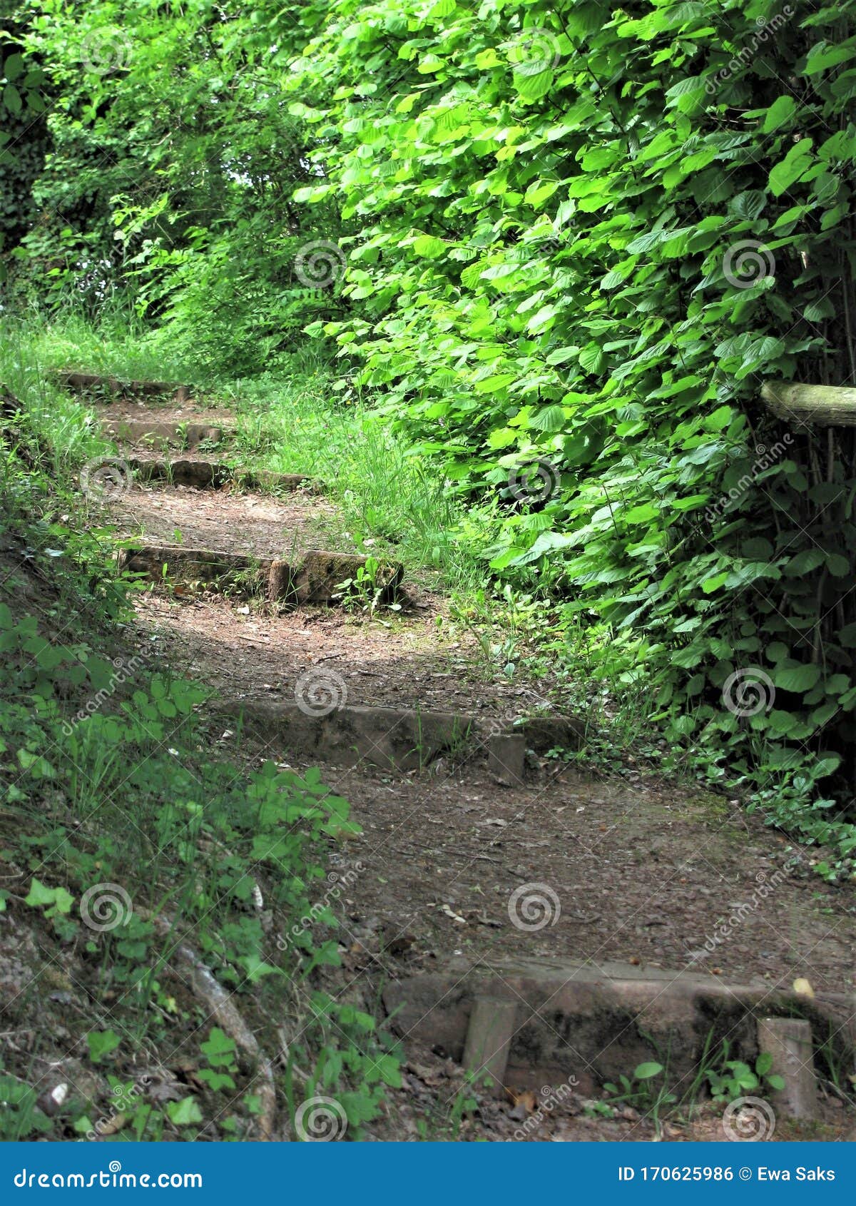Shadows And Light On The Mysterious Forest Path With Stairs And Green Young Beech Leaves Stock Photo Image Of Light Nature Shadows And Light On The Mysterious Forest Path With Stairs And Green Young Beech Leaves Stock Photo Image Of Light Nature