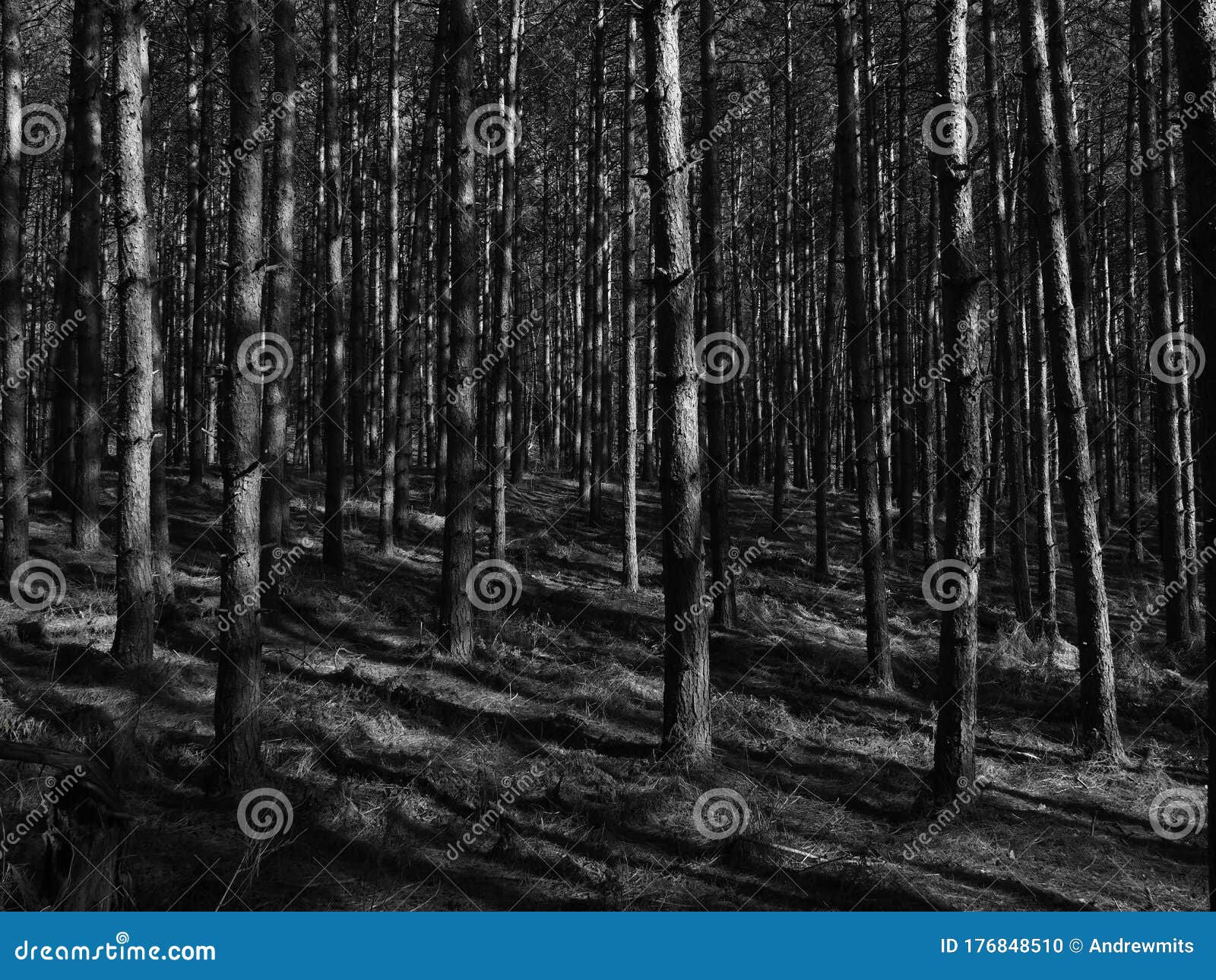 Shadows and Light on Skinny Tree Trunks Stock Photo Image of wood