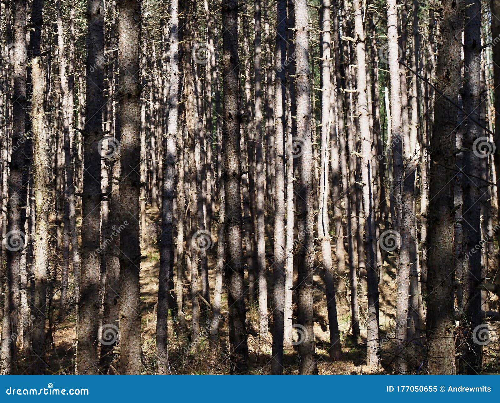 Shadows and Light on Skinny Tree Trunks Stock Image Image of screen