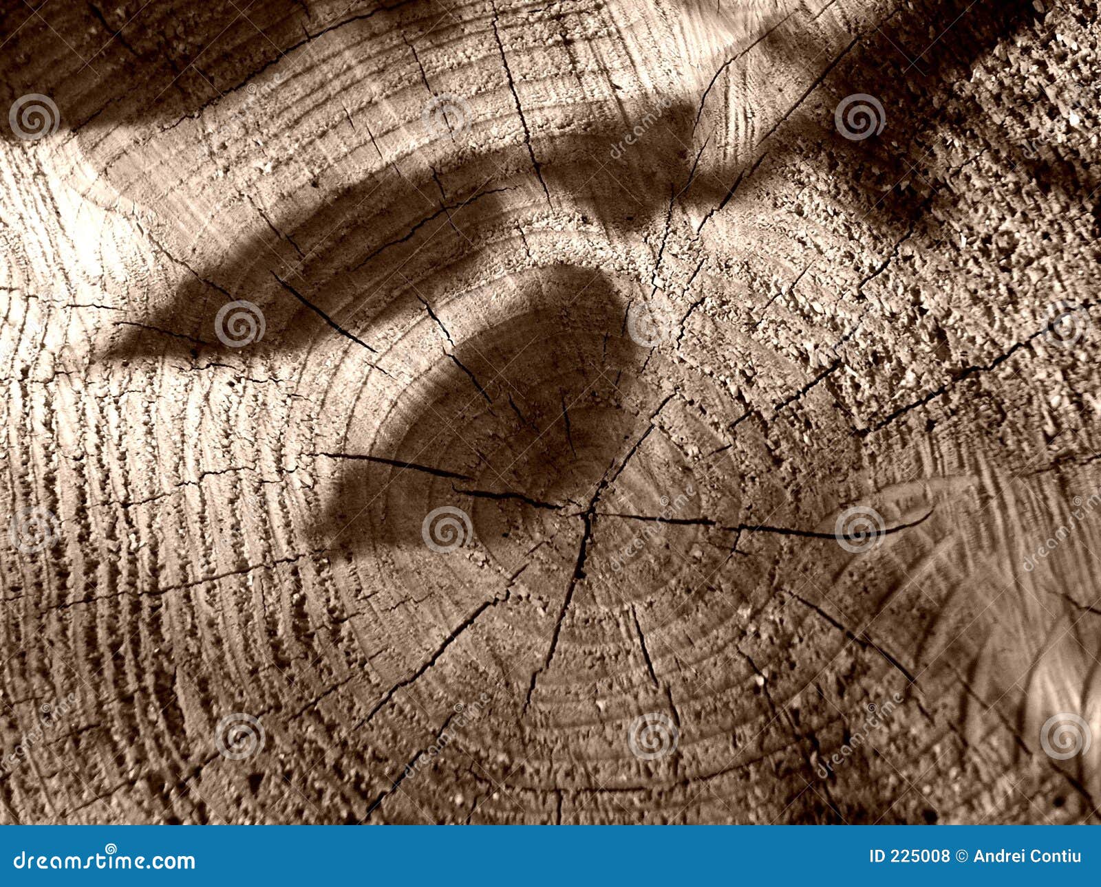 Shadows of the Missing Branches Stock Photo - Image of wooden, ecologic