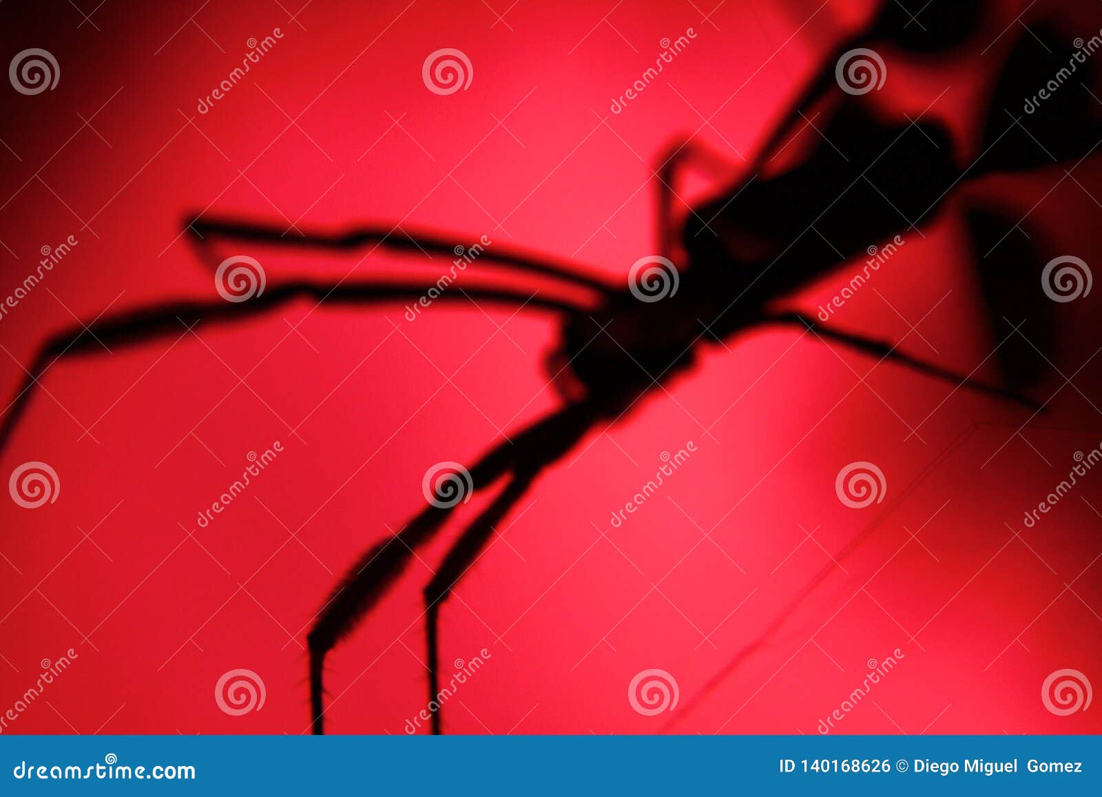 shadows of terrify big spider