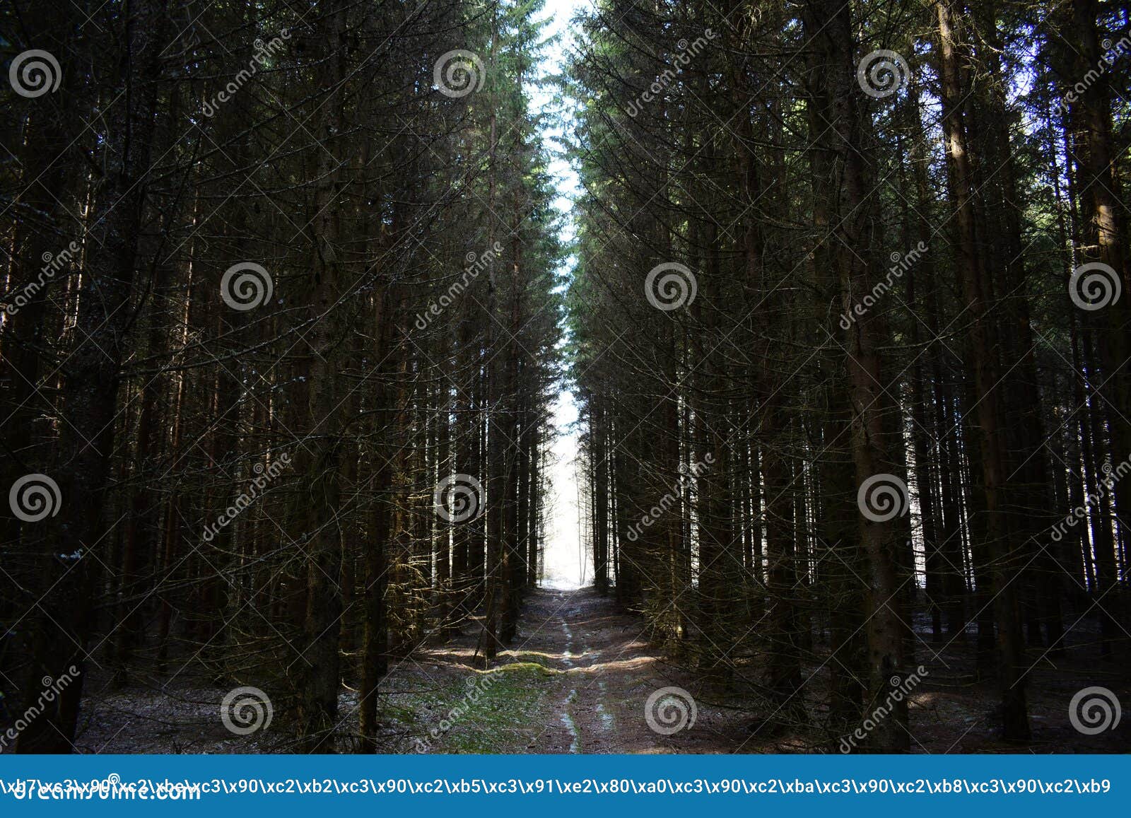 shady, dense, spruce forest, young. moss at the roots of trees. straight rows of the avenues of pine trees. branches intertwined