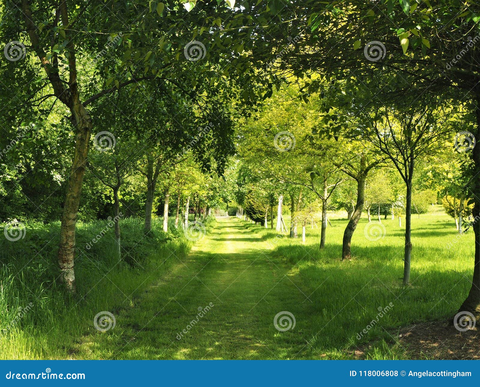 Shady Grass Path through Trees with Fresh Spring Leaves Stock Photo