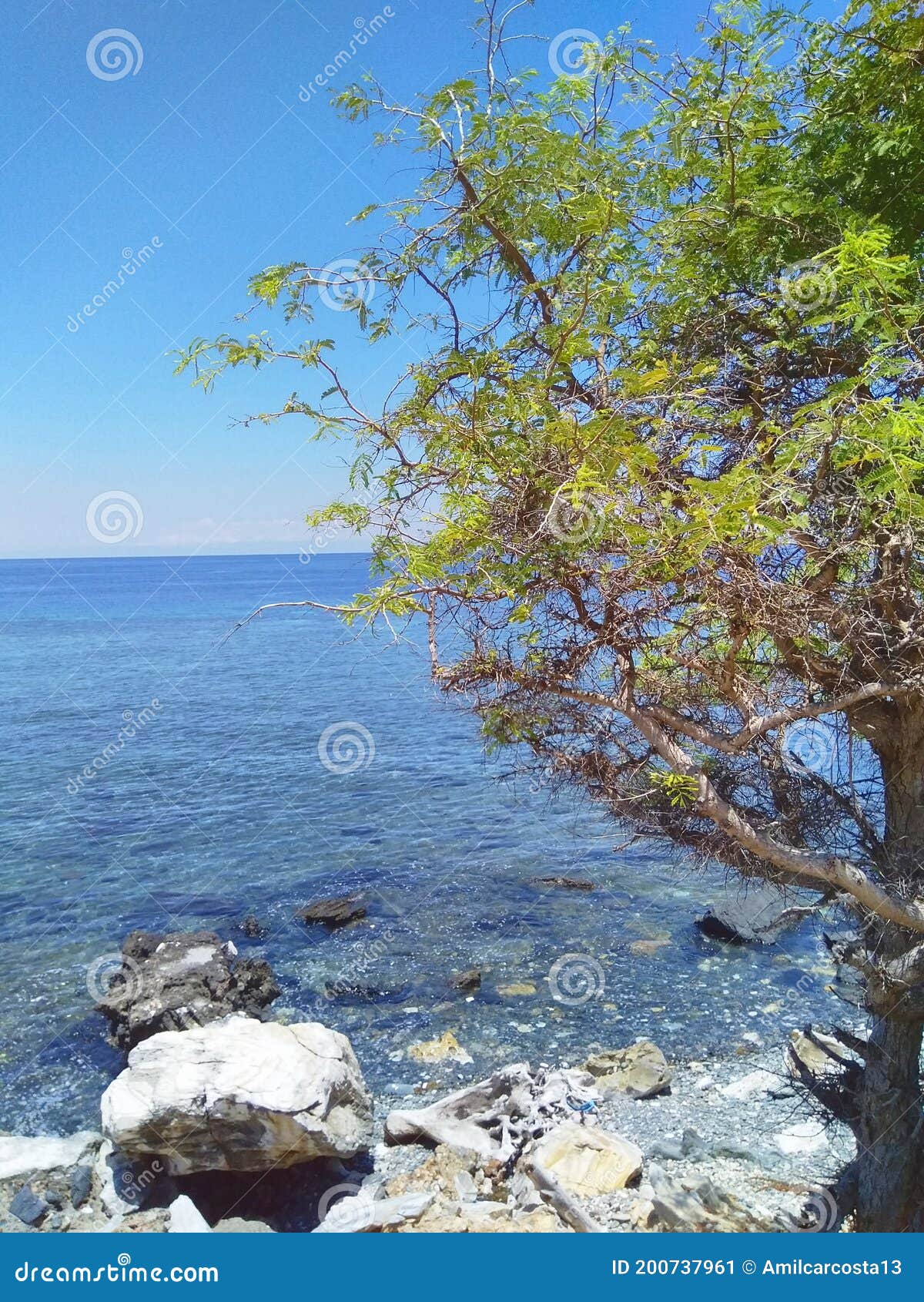 shady tree and black white sea stones in coastline of manatuto, timor-leste.