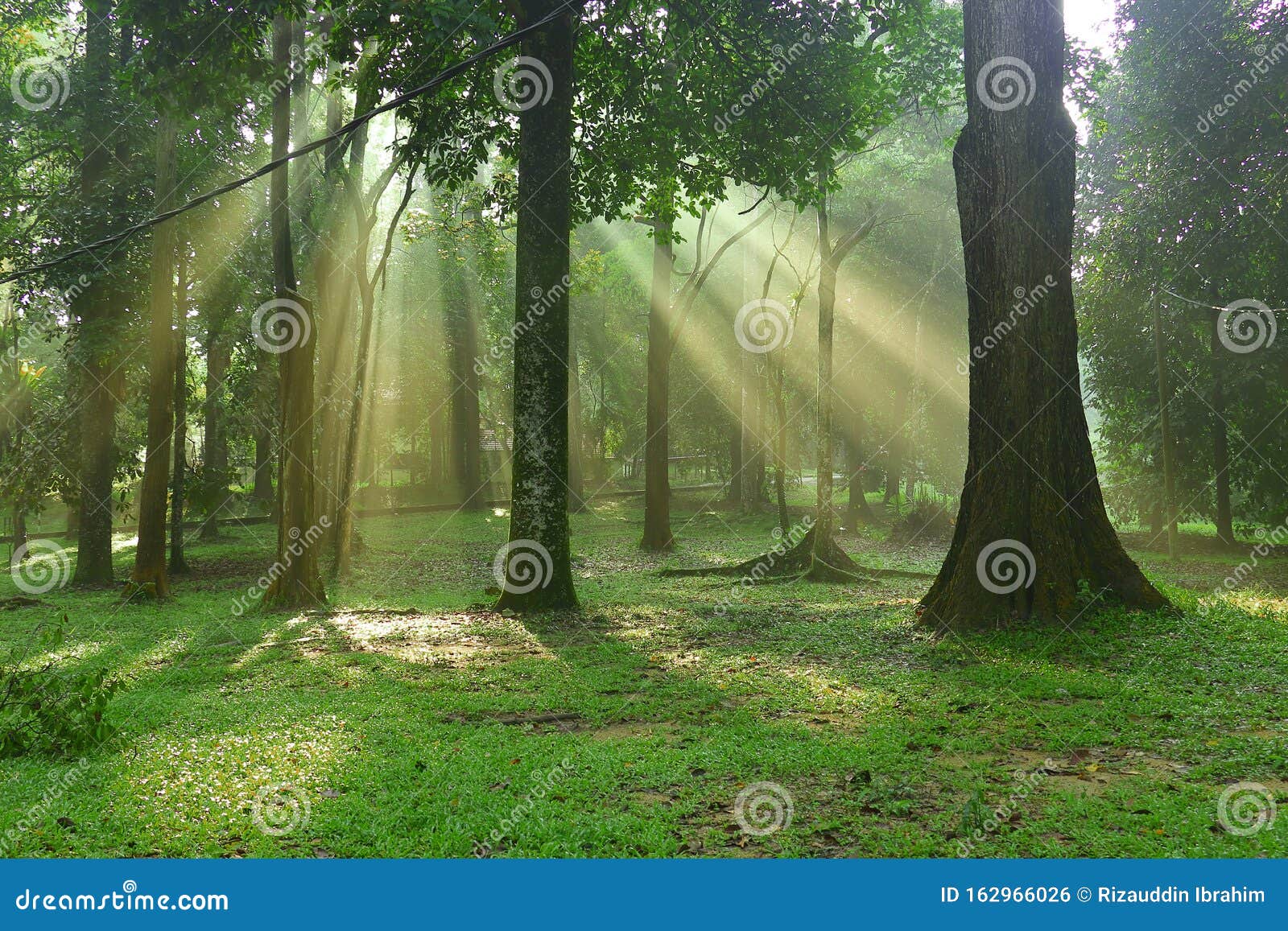 Early Morning Filtering through Trees. Stock Photo - Image light, created: 162966026