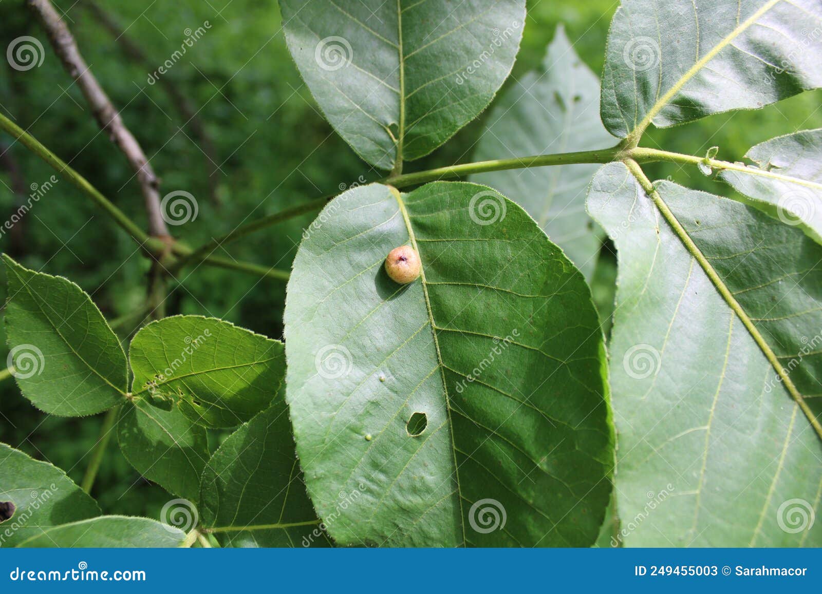 A Shagbark Hickory Leaf with an Insect Gall Stock Image Image of shag