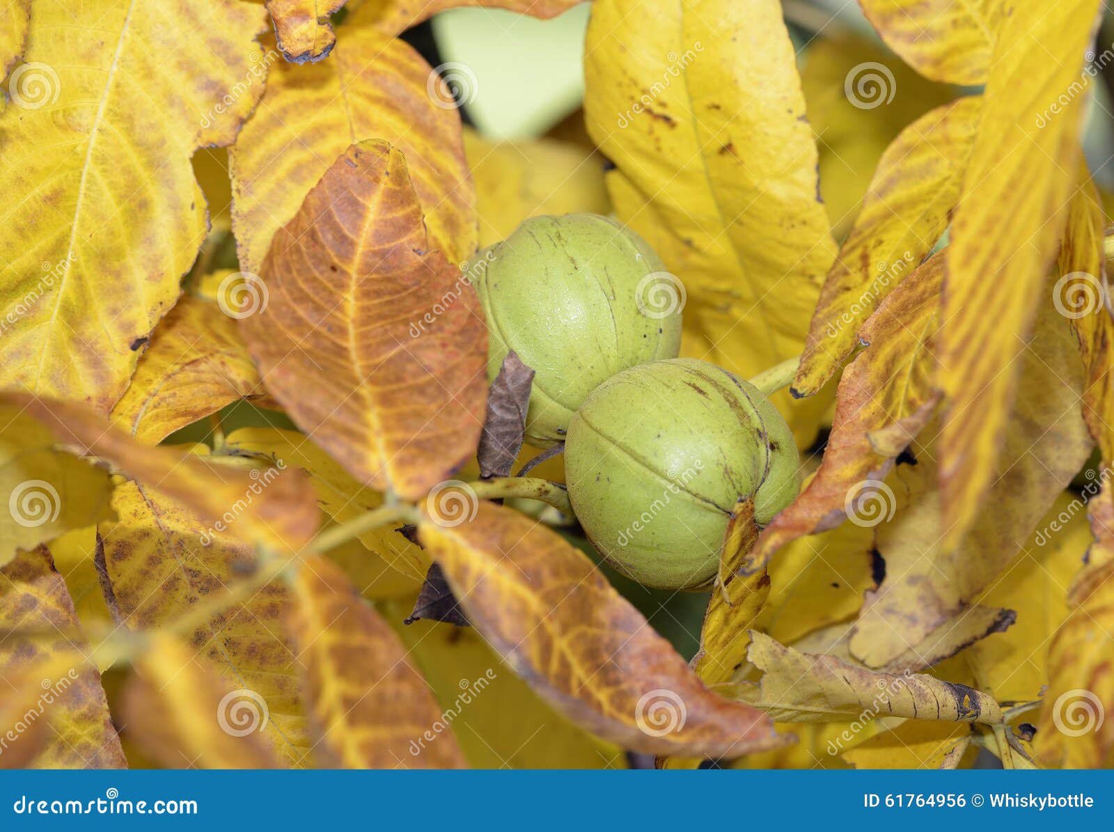 Shagbark Hickory stock photo. Image of tree, shagbark 61764956