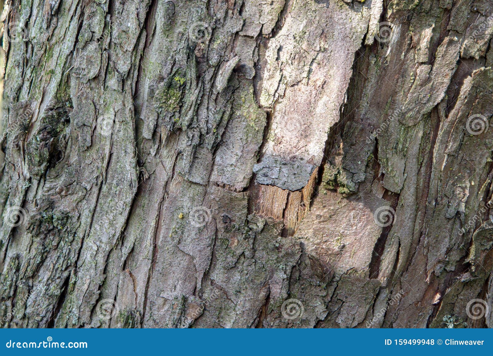 Shaggy Bark on a Tree stock photo. Image of bark, trunk 159499948