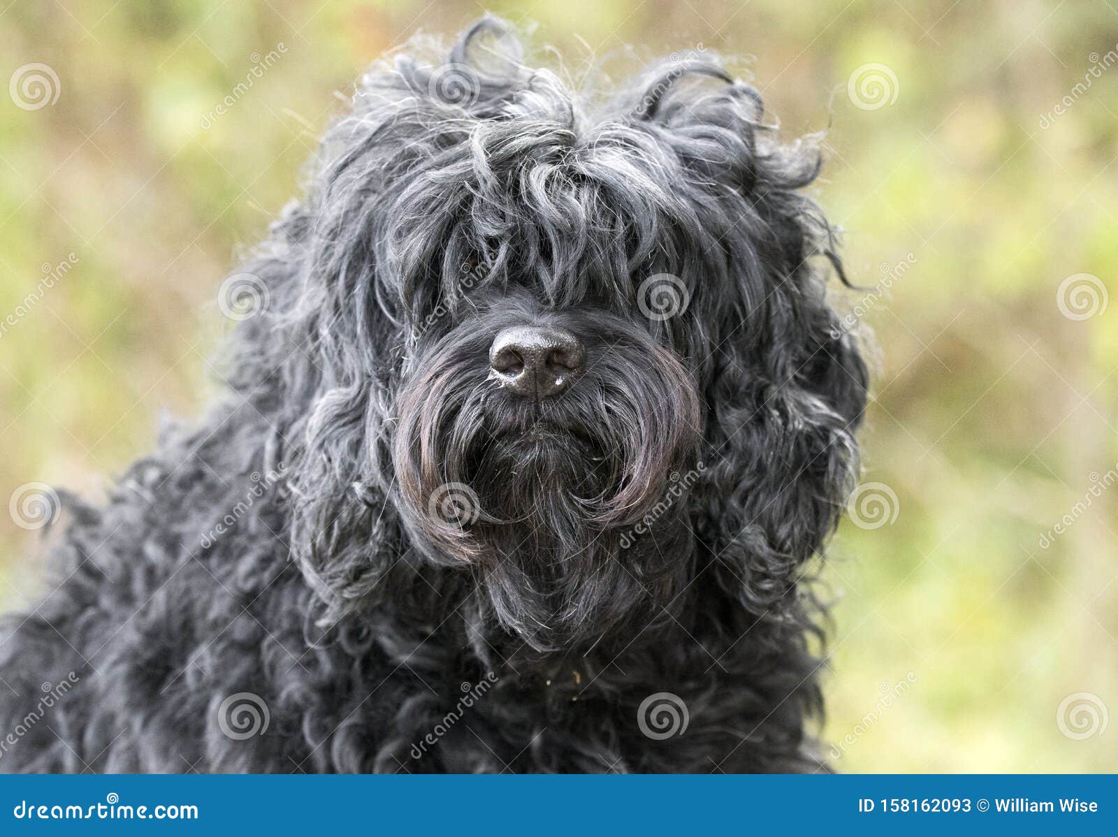 Shaggy Black Long Haired Cockapoo Dog Adoption Photo Stock Image Image Of Rescue Websites 158162093