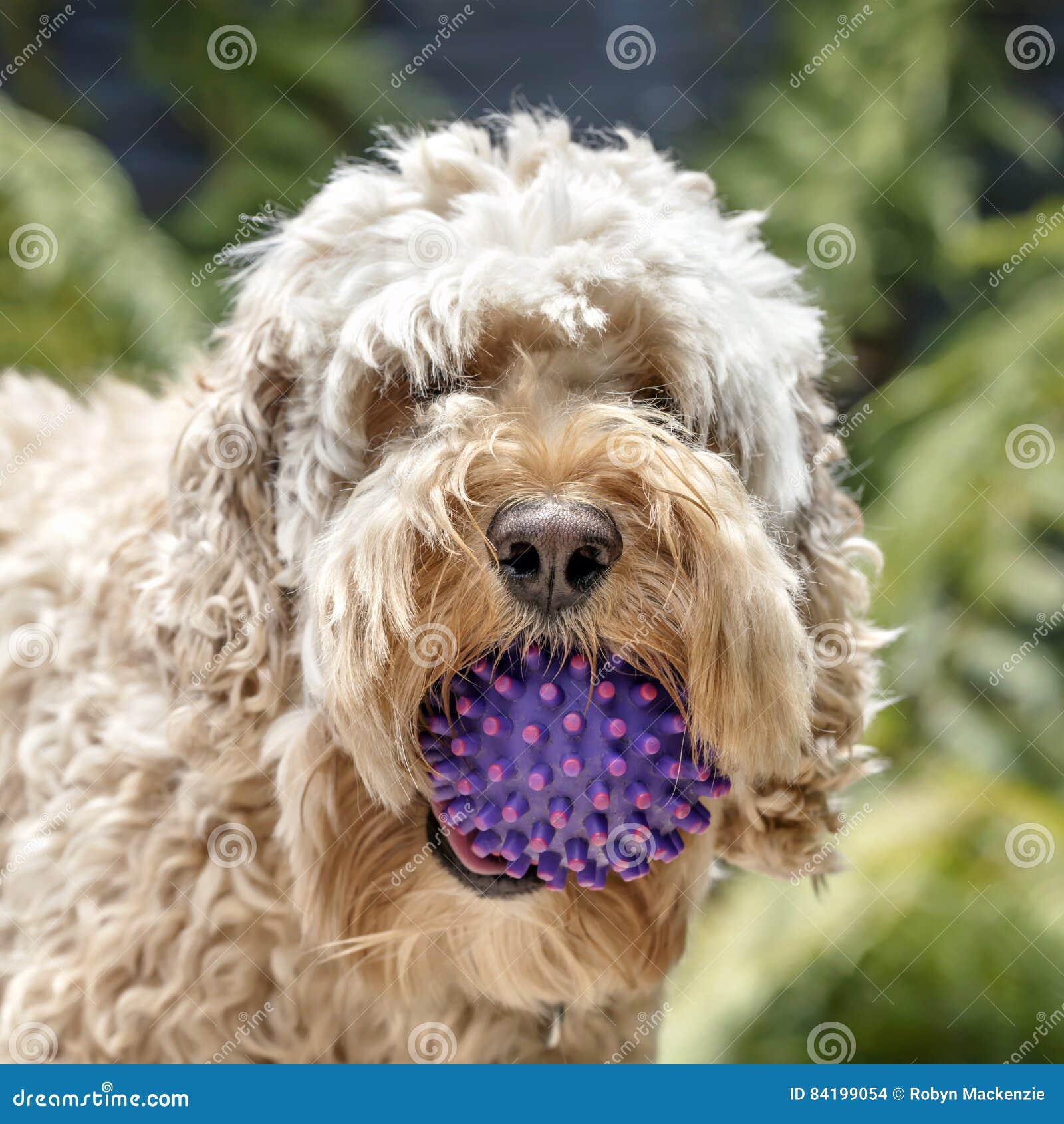 shaggy cockapoo dog with ball portrait with blurred background