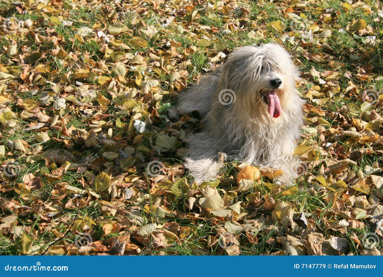 Shaggy dog. stock image. Image of happiness, cheerful 7147779