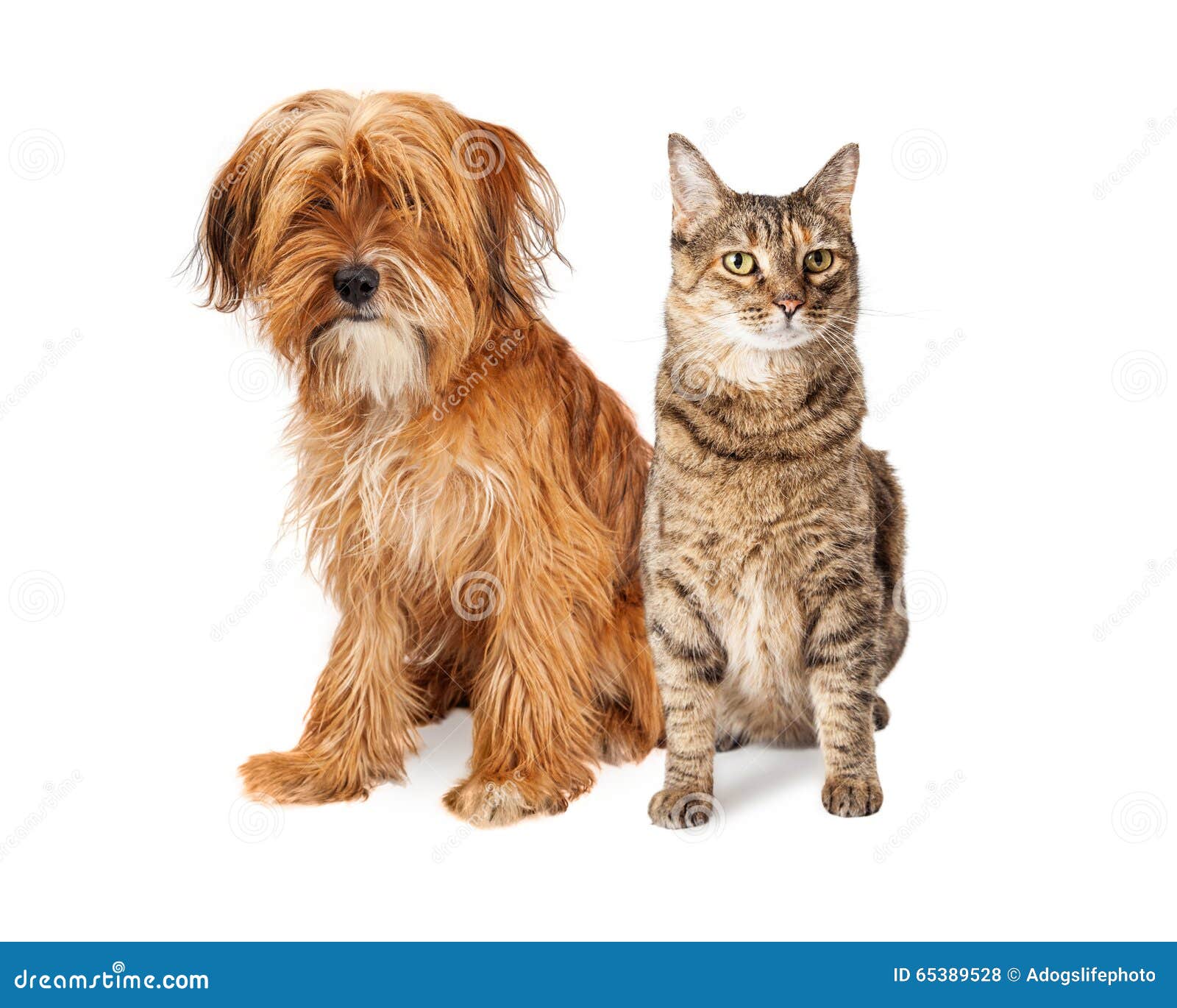  Shaggy  Dog And Tabby  Cat Sitting Together Stock Photo 