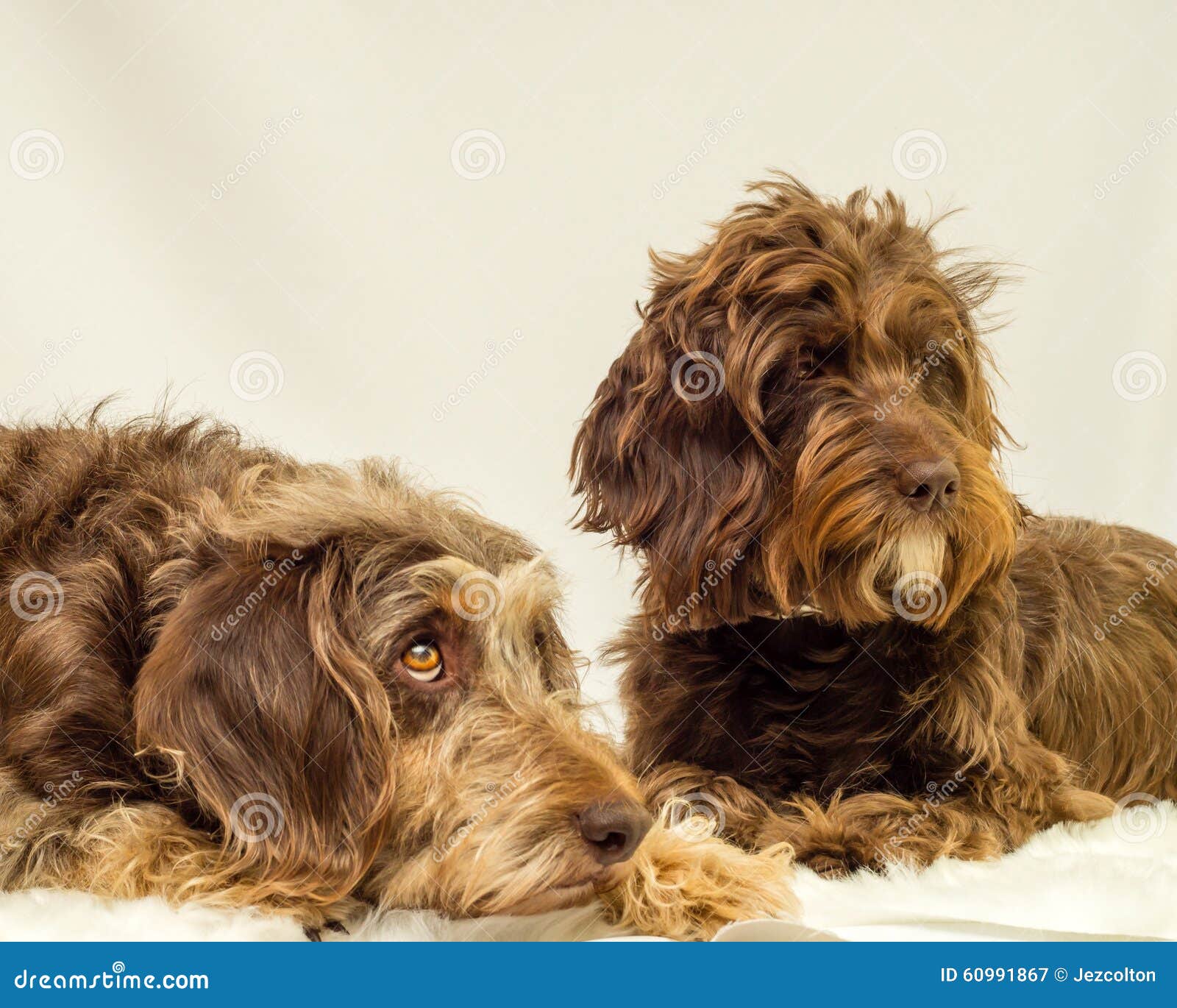 Shaggy Dogs Stock Photo Image 60991867