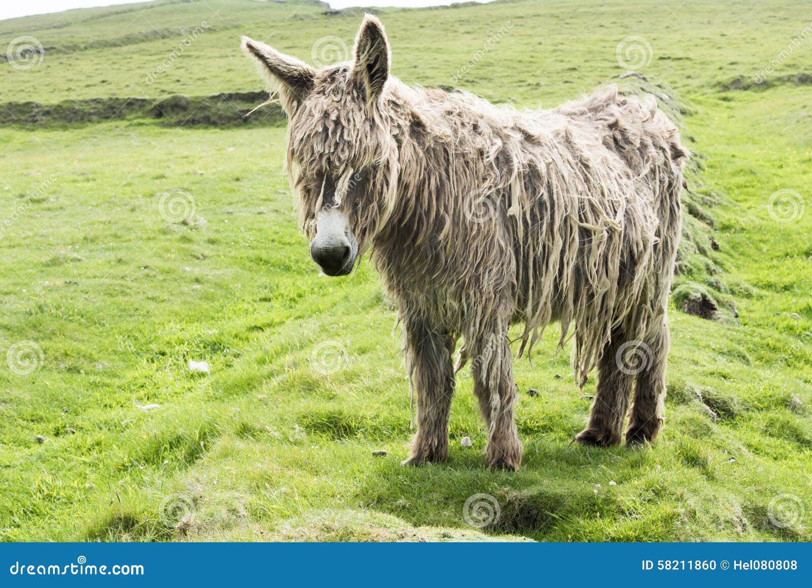 shaggy donkey on abandoned ground in ireland