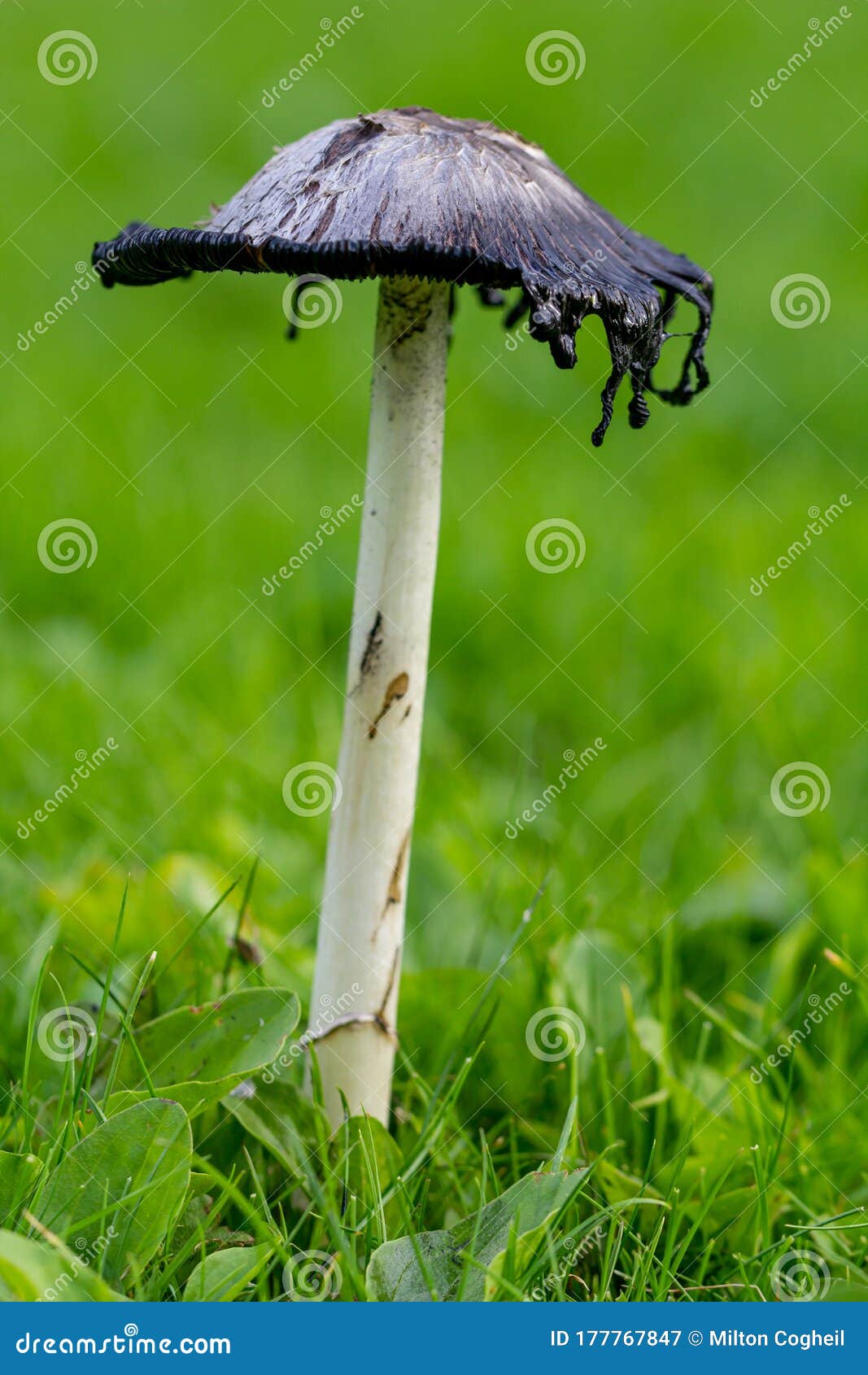 Shaggy Ink Cap, Coprinus Comatus Fungi, Edible Mushroom in Cornwall ...