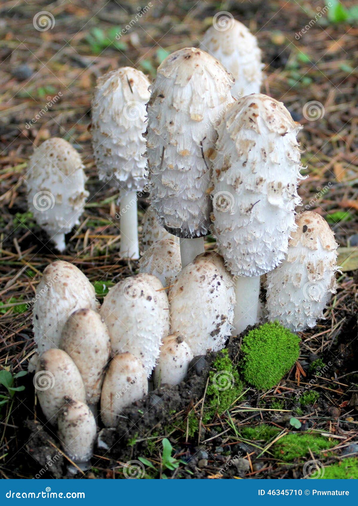 Shaggy Mane Mushrooms Coprinus Comatus Stock Photo Image of mane