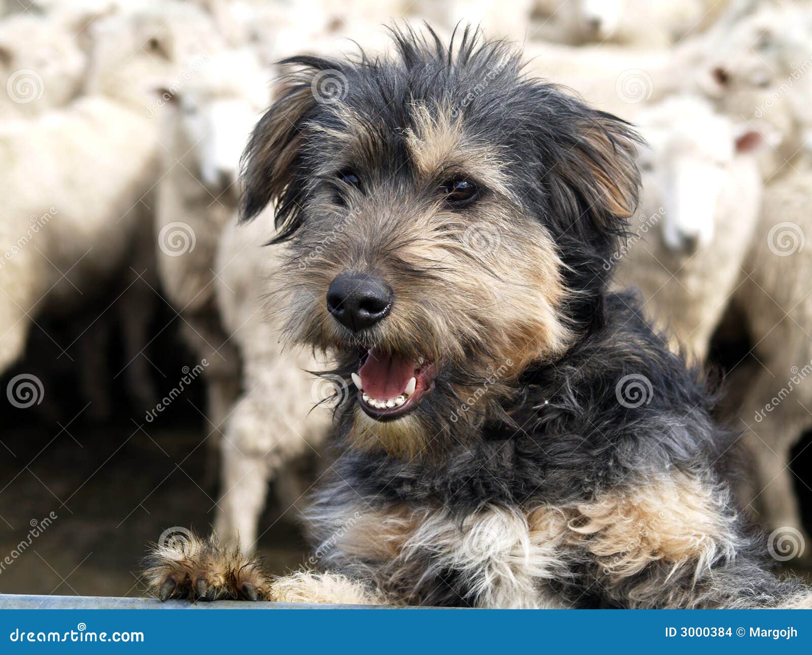 Shaggy Sheep Dog stock photo. Image of lamb, canine, yards 3000384