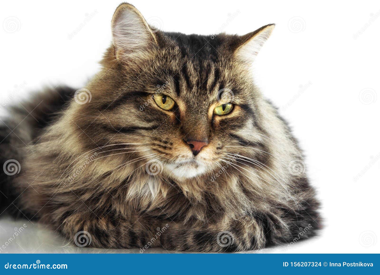  Shaggy Tabby  Cat Portrait On White Background Stock Photo 