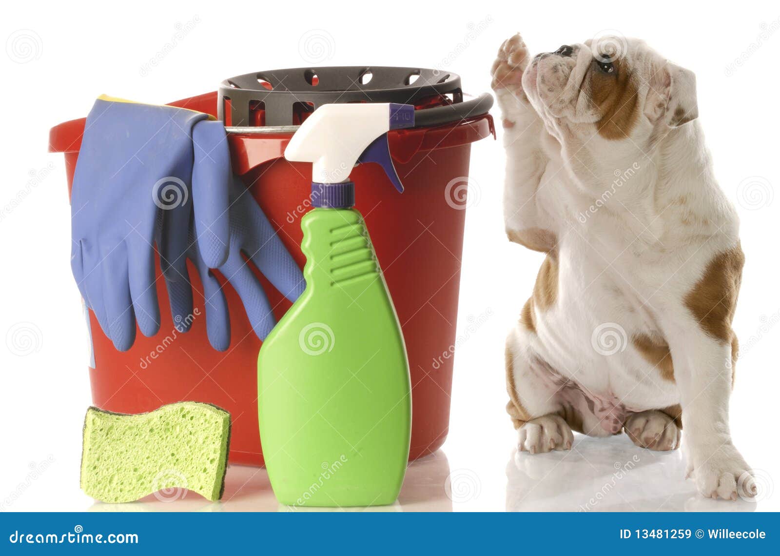 Shake a paw stock image. Image of domestic, floors, card 13481259
