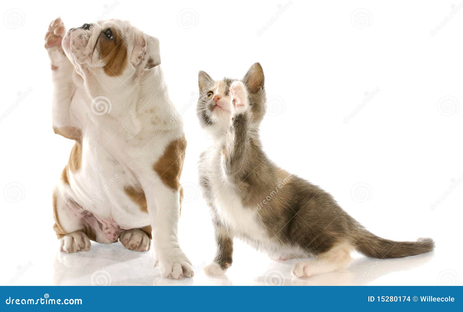 Shake a paw stock photo. Image of animal, holding, adorable 15280174