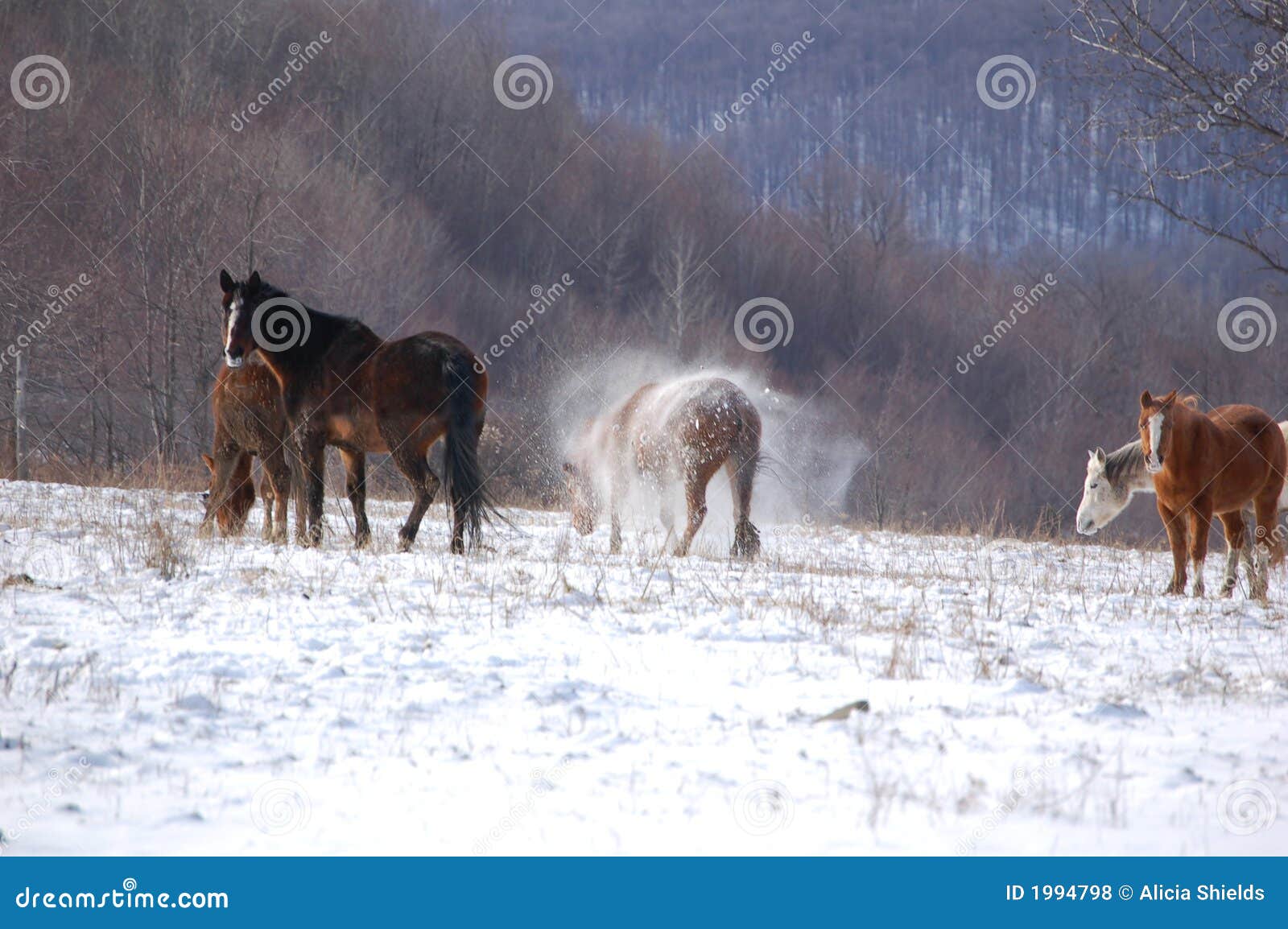 Shaking stock photo. Image of cold, outdoors, horses, mammals 1994798