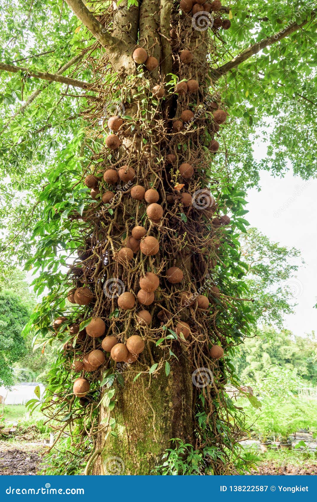 Shala tree Shorea robusta stock image. Image of outdoor - 138222587