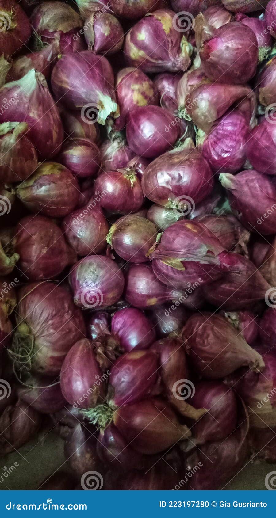 Shallot stock photo. Image of shallot, large, taste 223197280