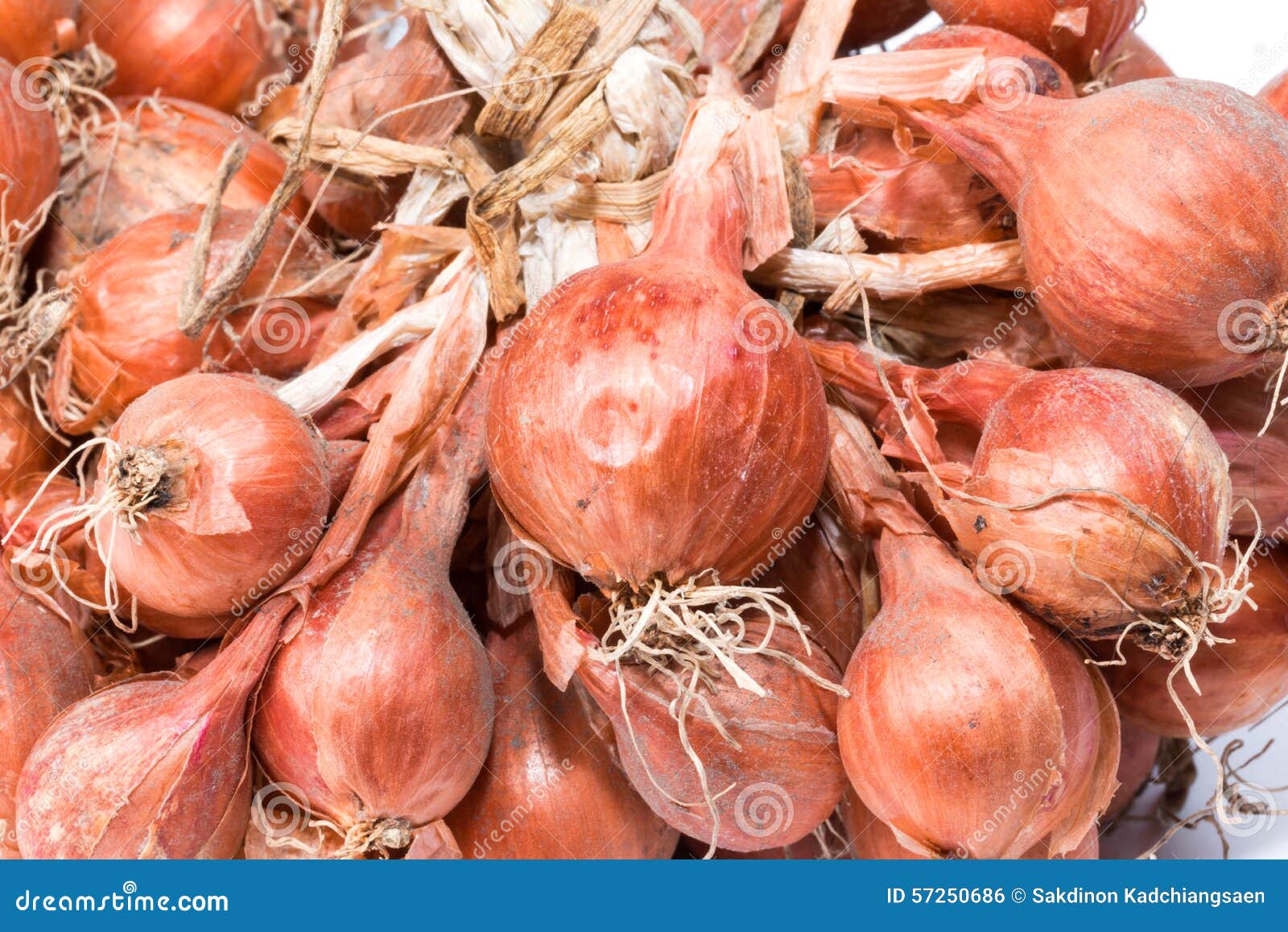 Shallot onions in a group stock photo. Image of onion 57250686
