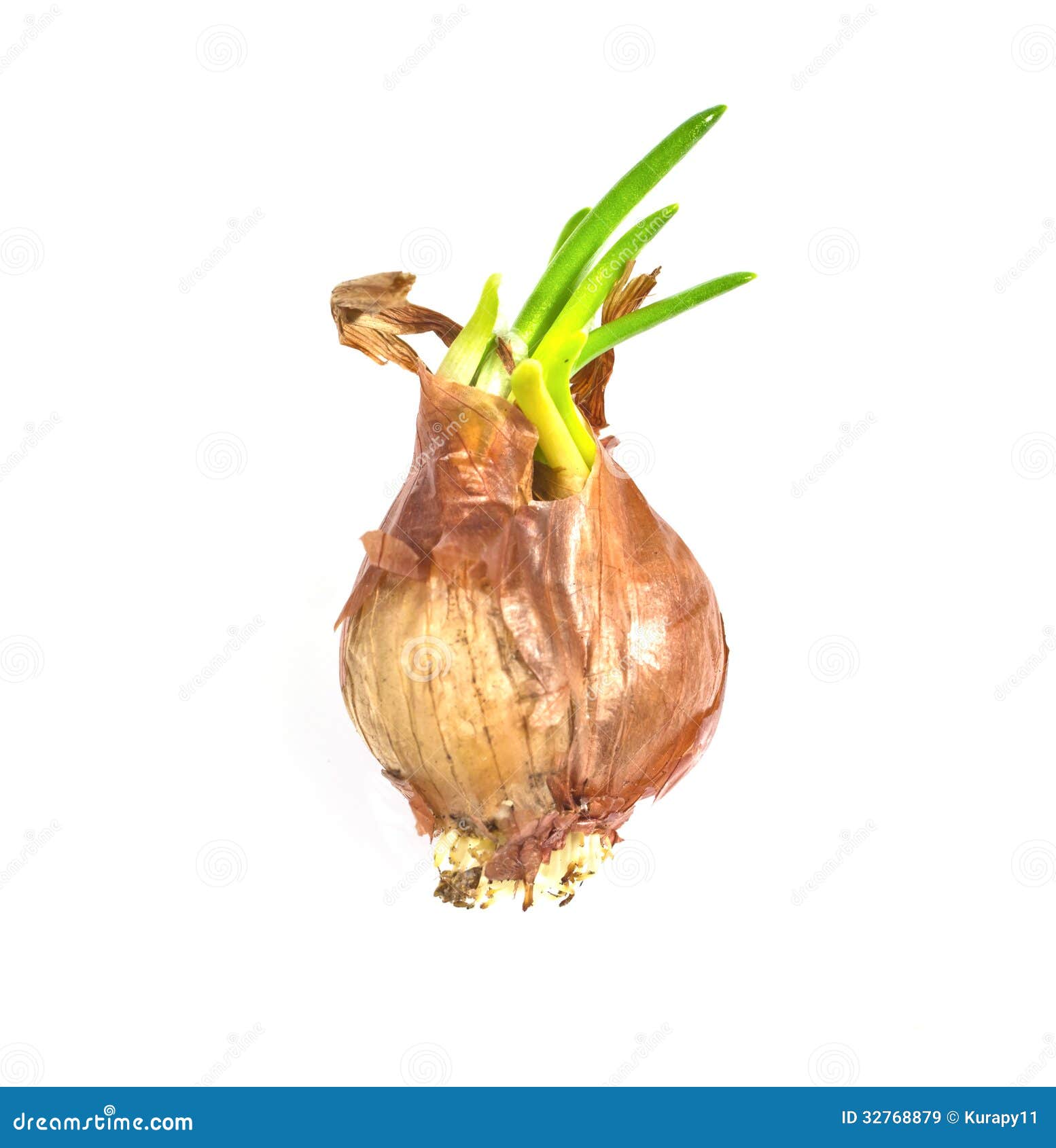 Shallots Bulbs With Roots And Green Sprouts Stock Image Image of