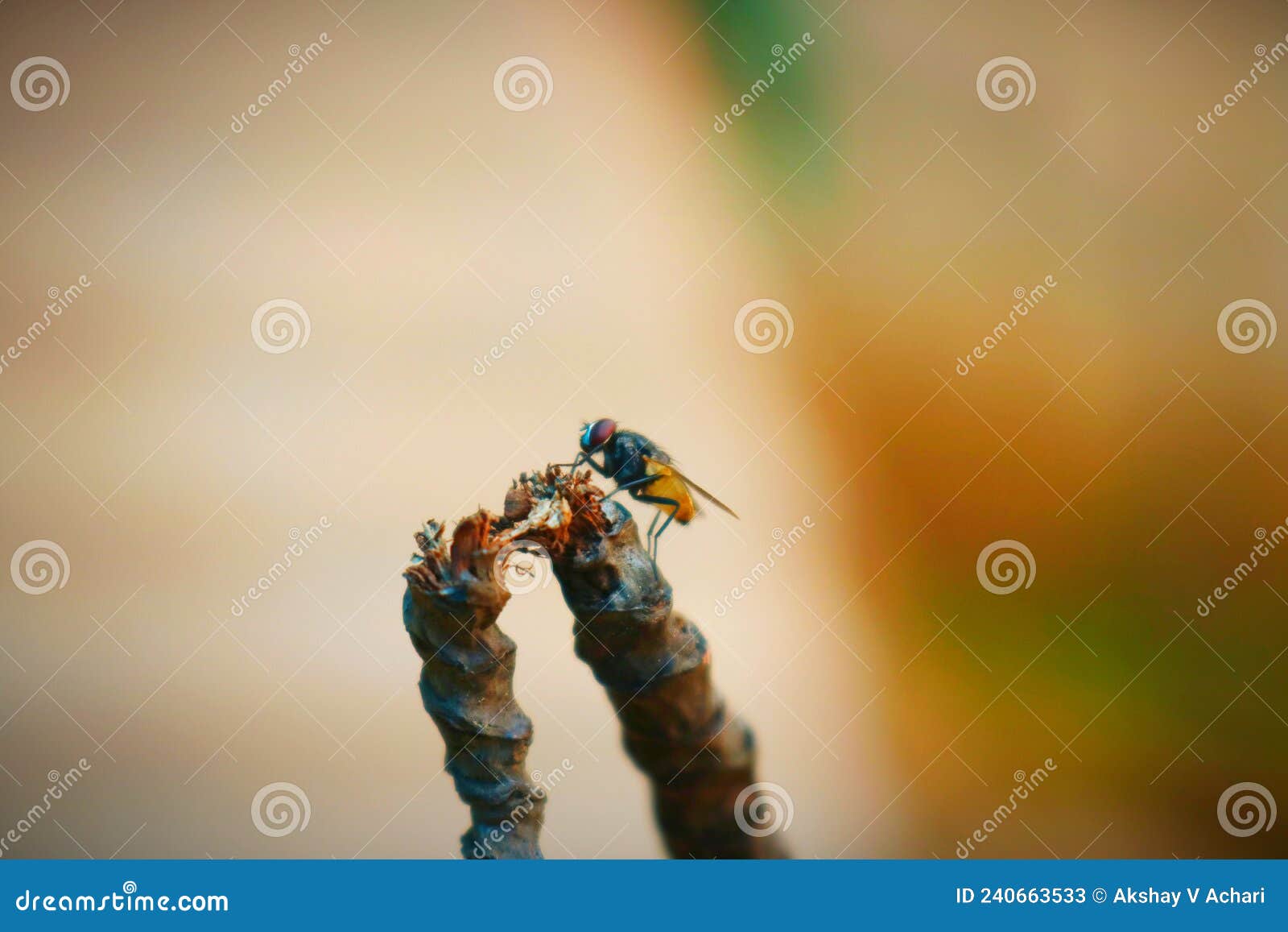 housefly on coconut string