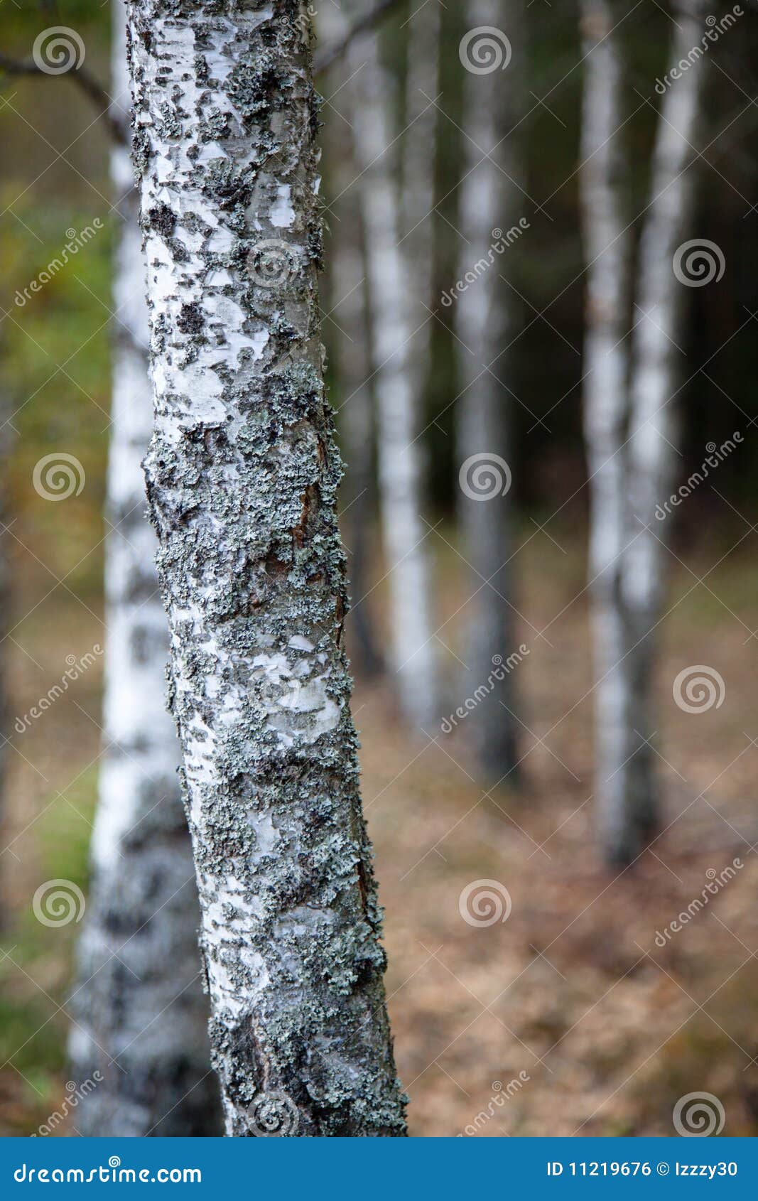 Shallow Depth of Field Shot of Birchwood Forest Stock Photo Image of