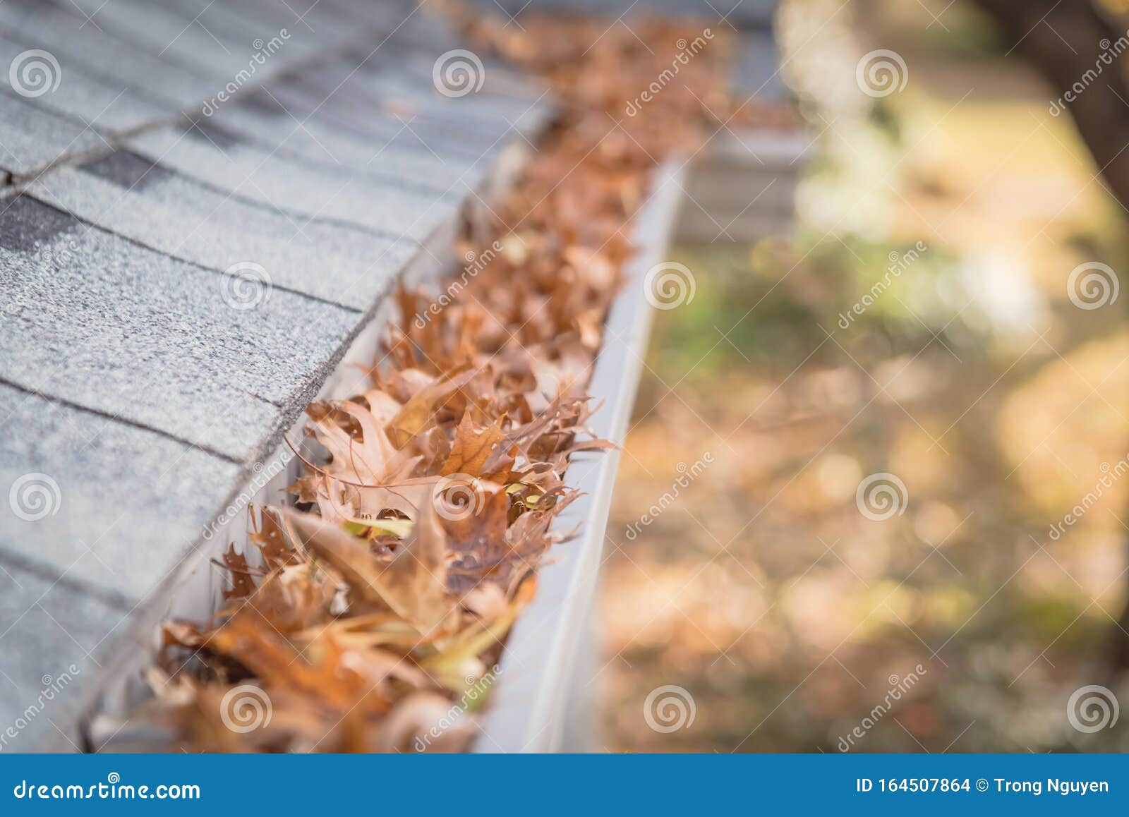 shallow dof clogged gutter near roof shingles of residential house full of dried leaves
