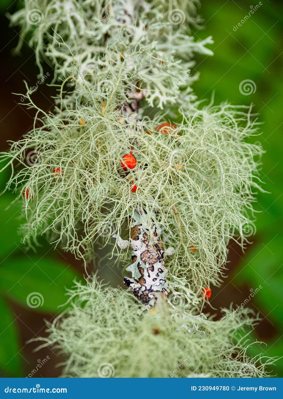 diverse fruticose lichen growing on branches in the scottish borders
