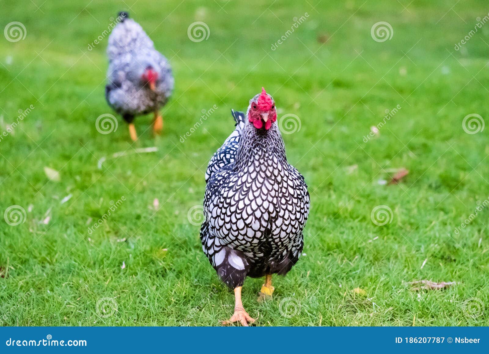 shallow focus of an adult silver-laced wyandotte hen seen running to the camera.