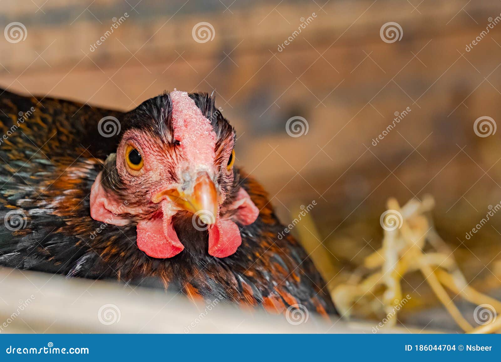 shallow focus of a broody free range hen seen sitting on a clutch of eggs in a makeshift hen house