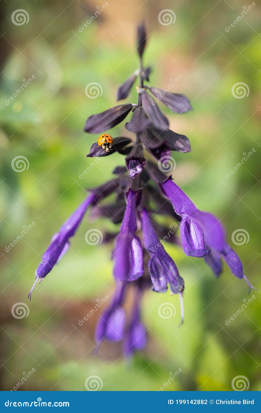 shallow focus image of purple salvia amistad flowers. a ladybug or lady bird is on one of the petals