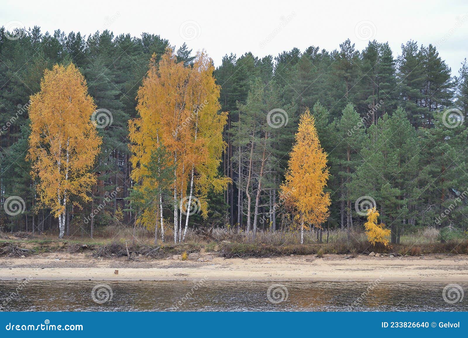 shallow forest river, autumn landscape