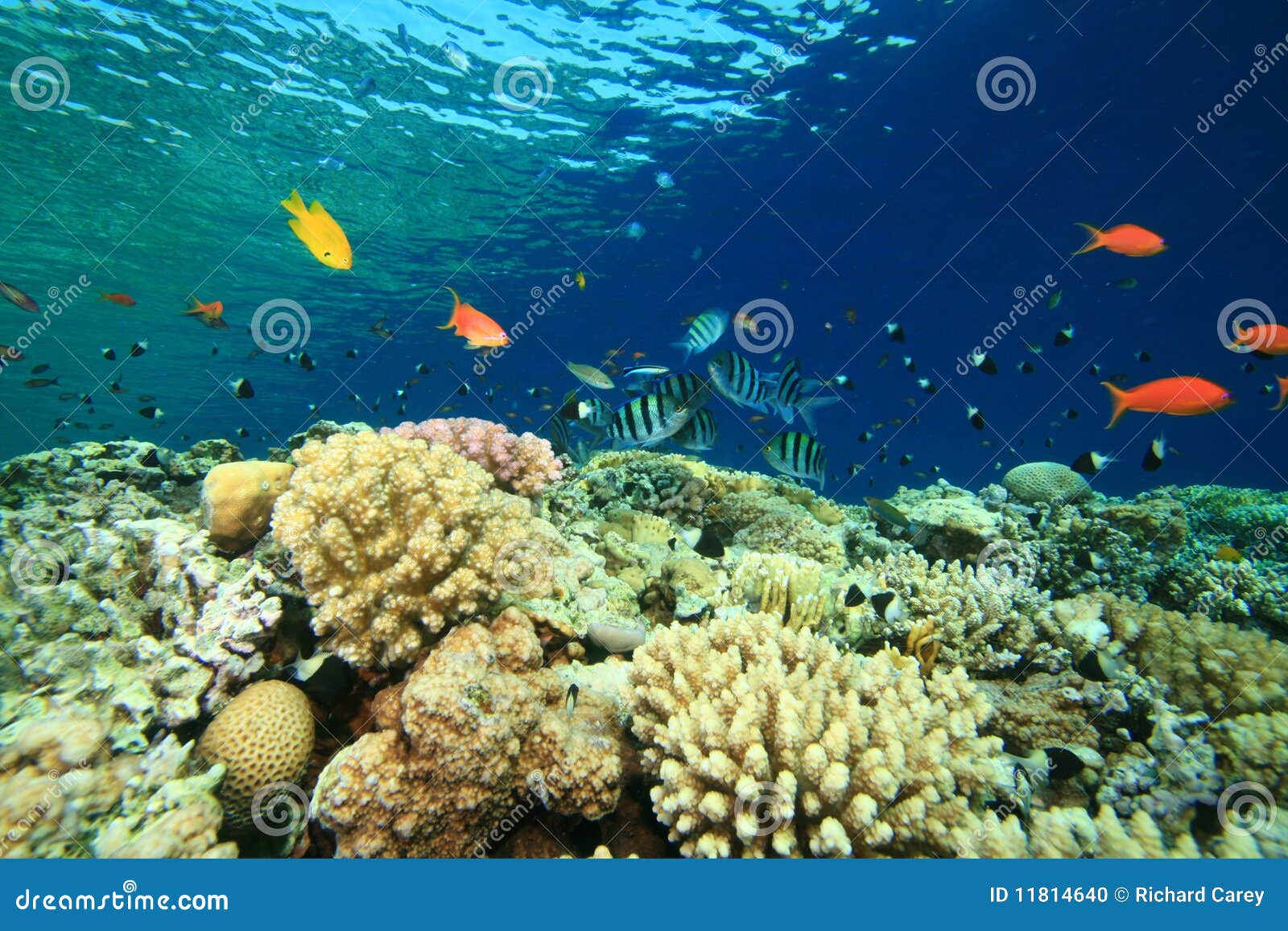 Shallow Reef with Tropical Fish Stock Photo - Image of environment ...