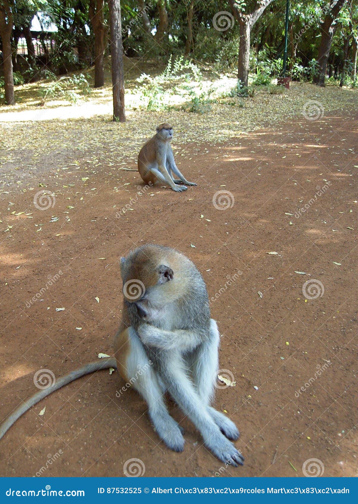 Shameful monkey stock image. Image of cleaning, africa - 87532525