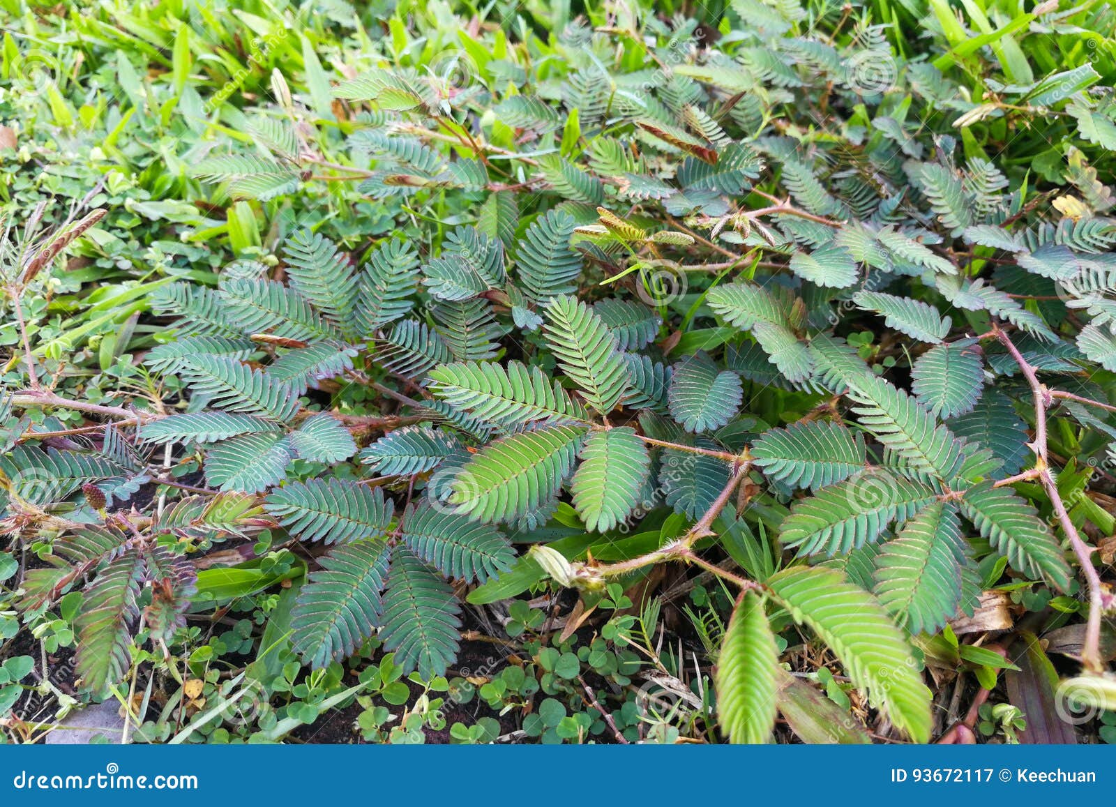 shameplant or mimosa pudica growing between grass