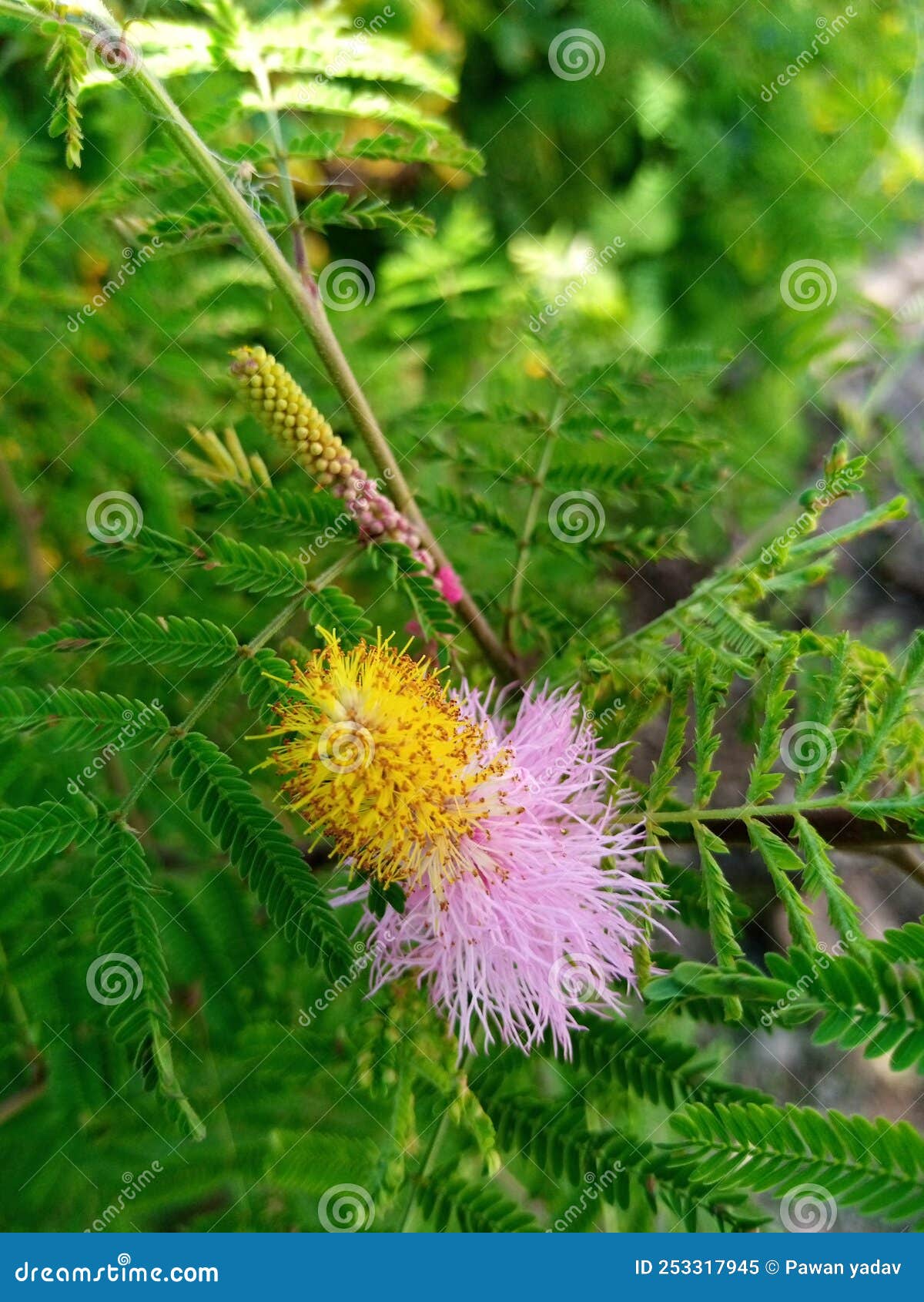 Shami Tree Flower Amazing Plant Stock Image Image Of Plant Shami shami-tree-flower-amazing-plant-stock-image-image-of-plant-shami