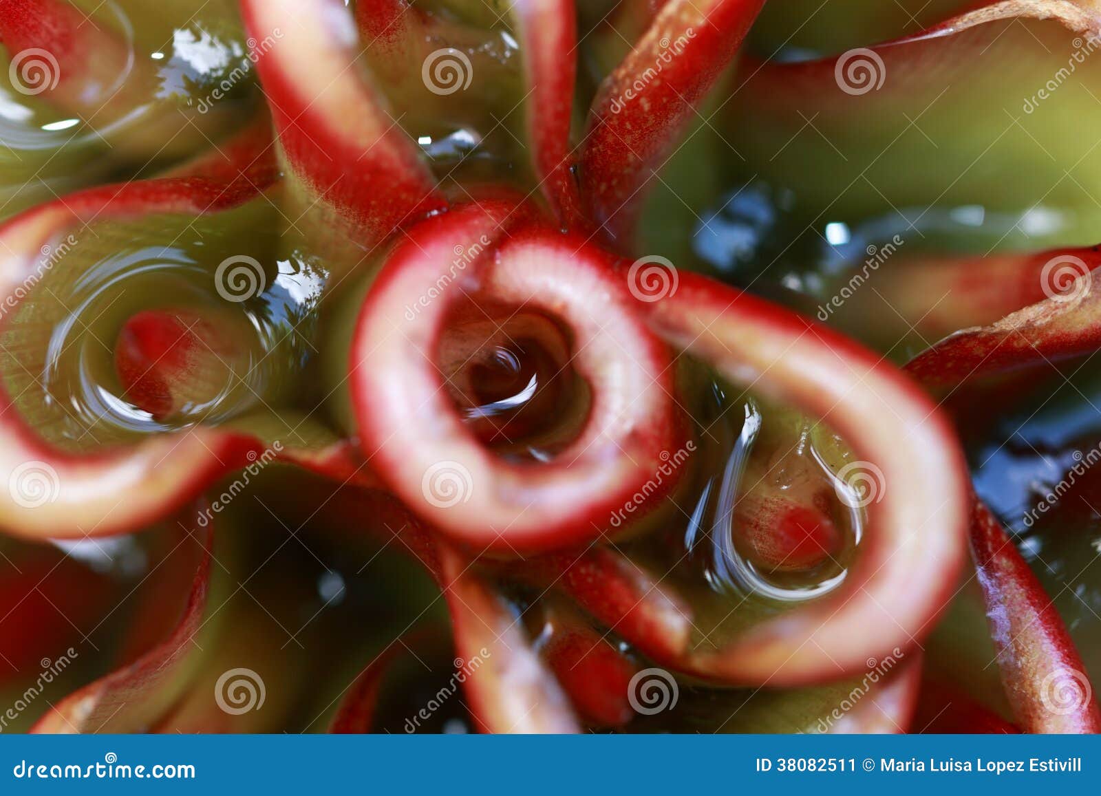 Shampoo Ginger, Wild Ginger ZINGIBERACEAE Zingiber Zerumbet Royalty