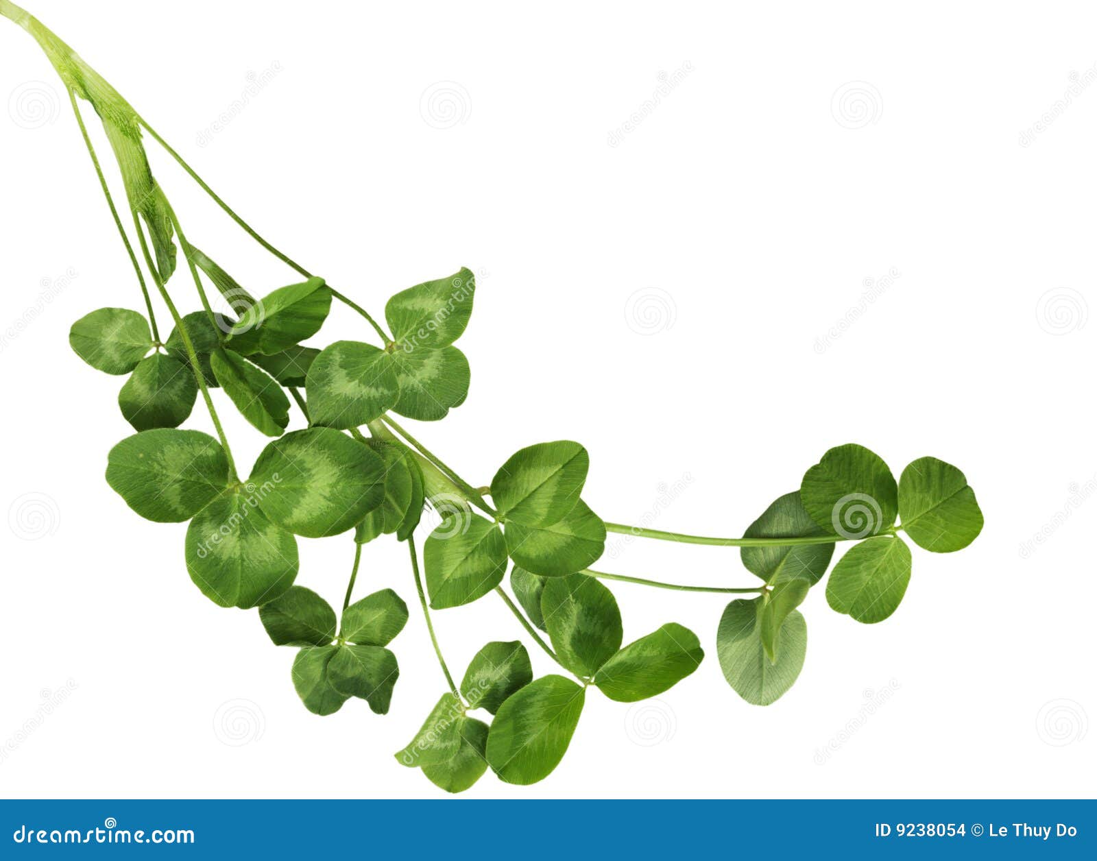 Shamrock Plants stock photo. Image of isolated, plant 9238054