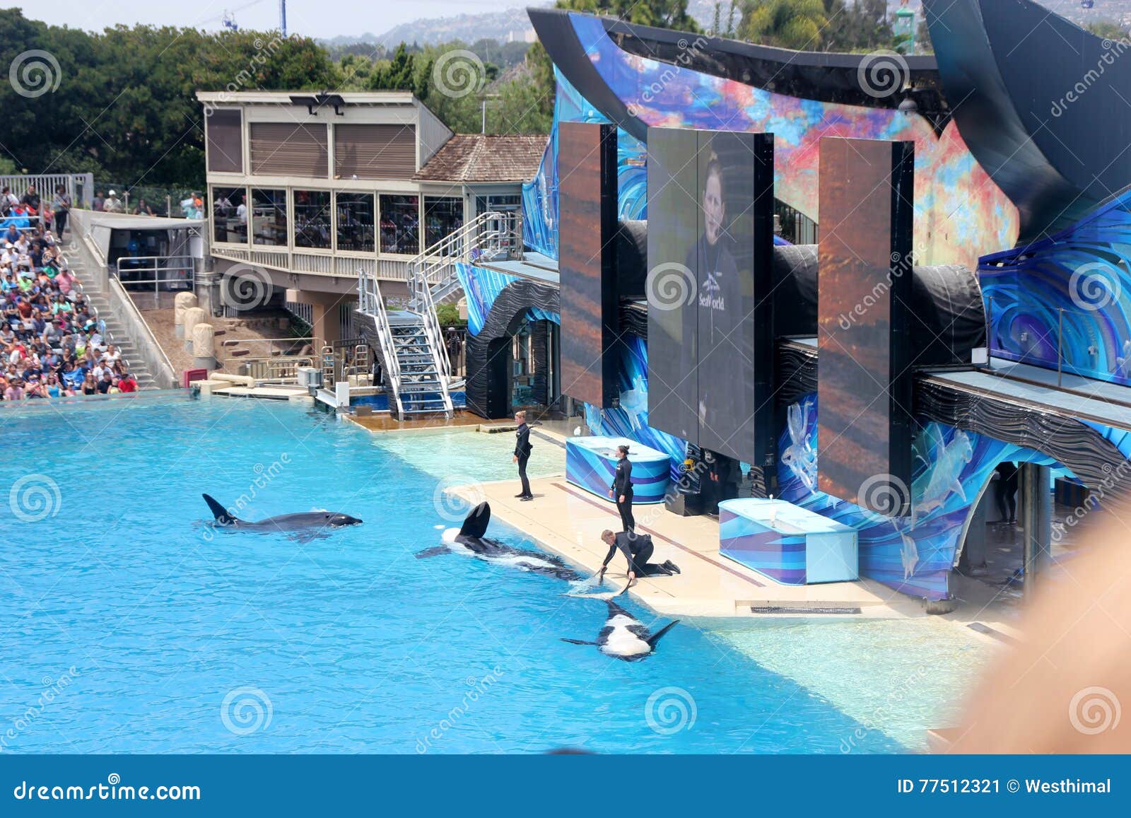 Shamu Show, SeaWorld, San Diego, California Editorial Photo - Image of ...