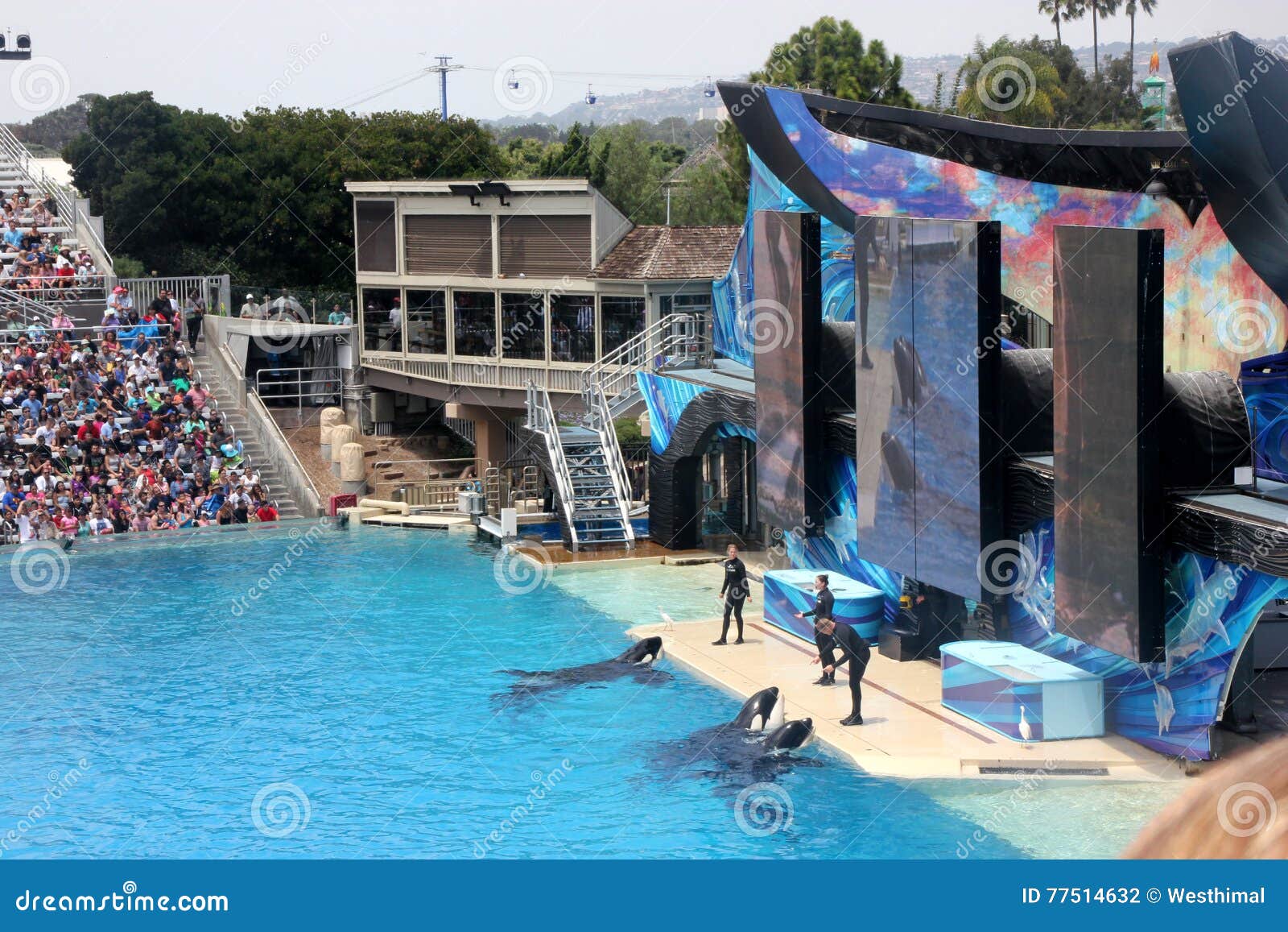 Shamu Show, SeaWorld, San Diego, California Editorial Photography ...