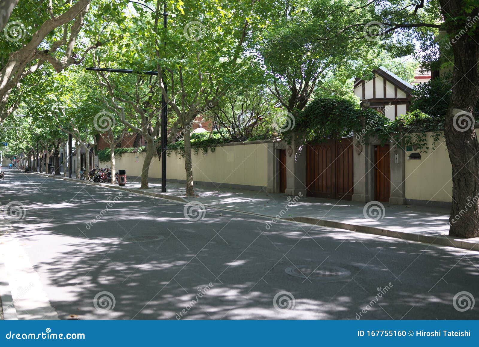 The Former French Concession with Platanus Trees in Shanghai, China ...