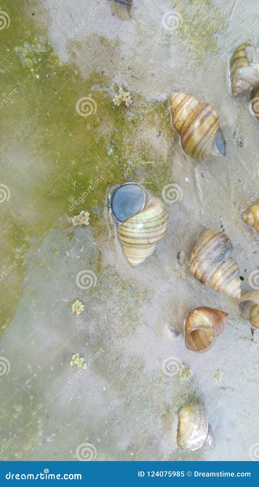 174 Shankh Stock Photos - Free & Royalty-Free Stock Photos from Dreamstime 174 Shankh Stock Photos - Free & Royalty-Free Stock Photos from Dreamstime