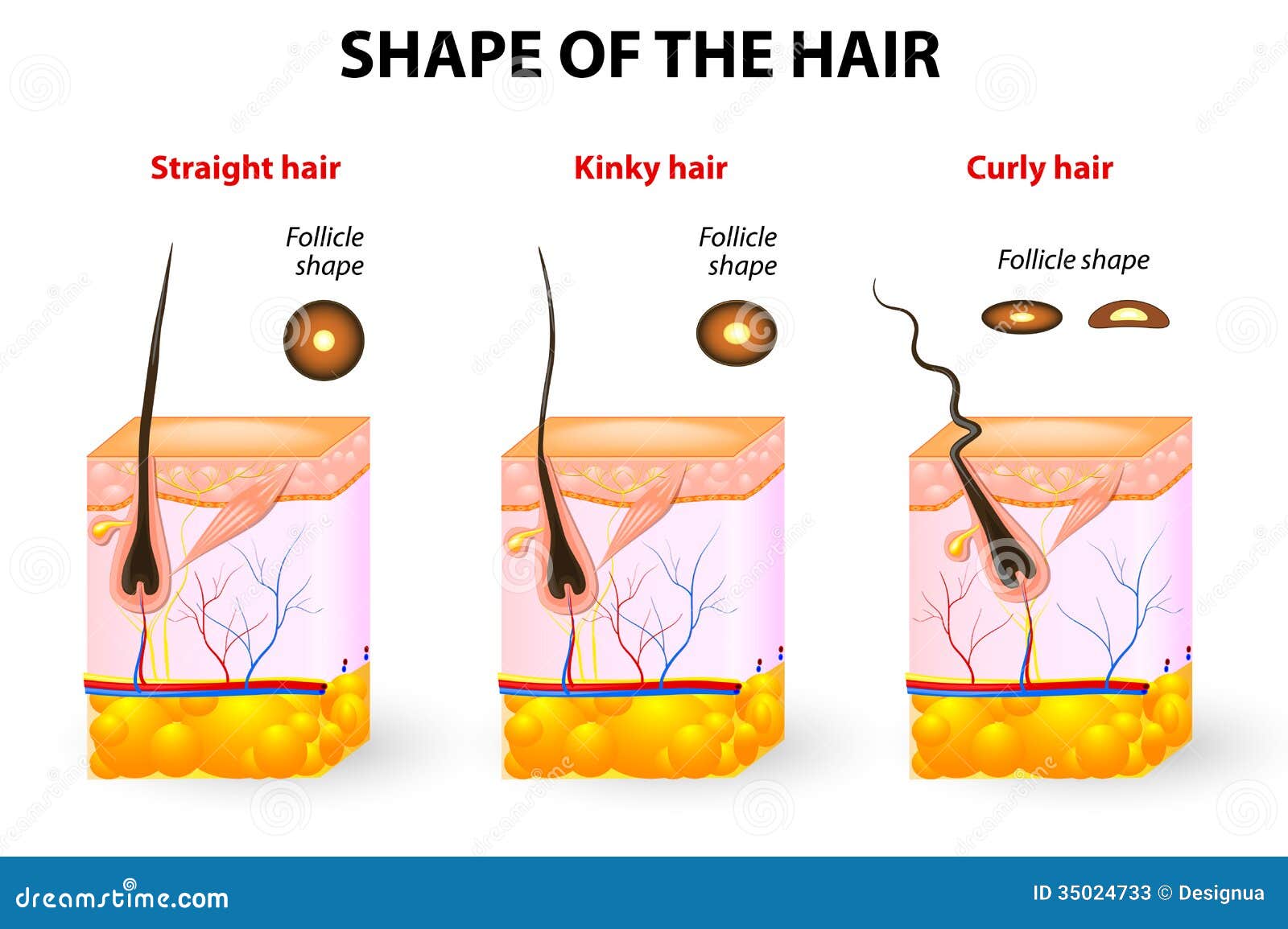  of the hair and hair anatomy