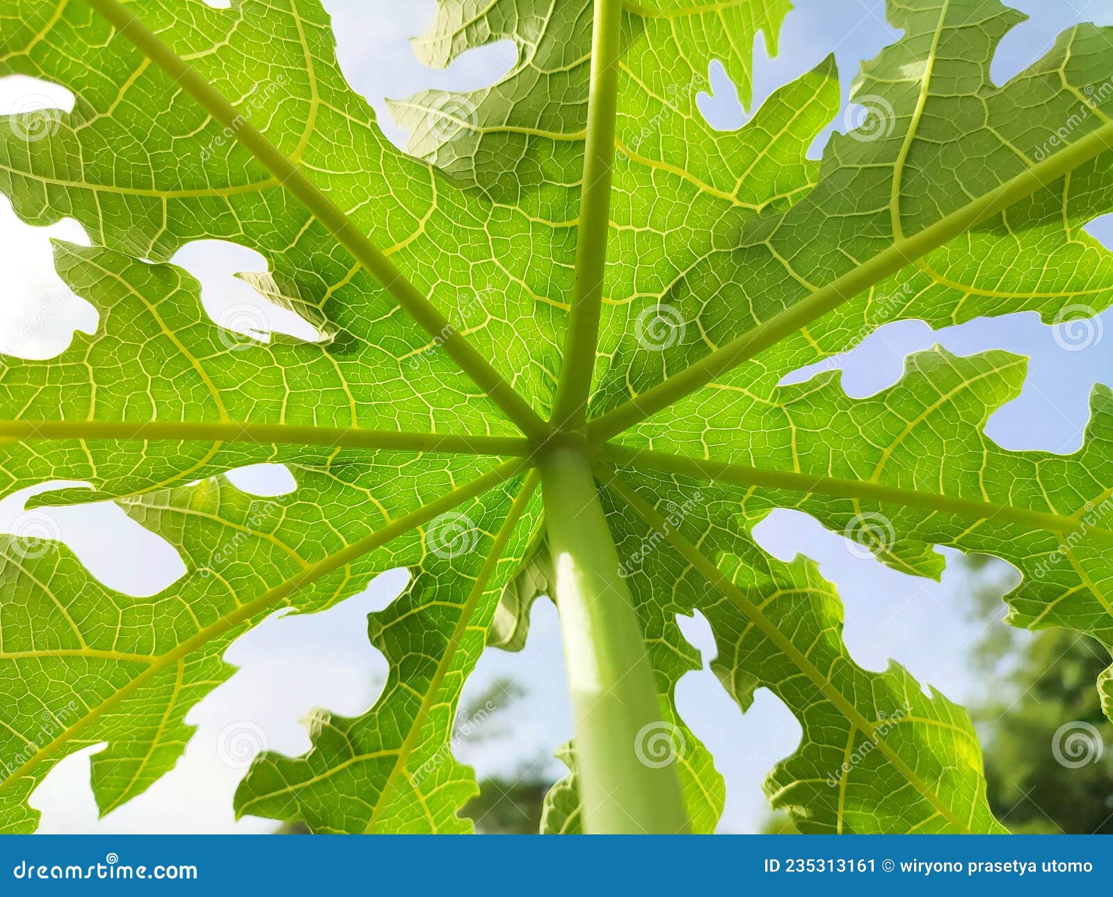 Shape and Structure of Papaya Leaves from a Low Angle Stock Image